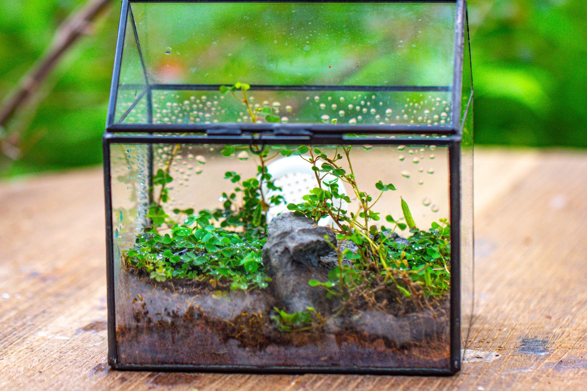 NCYP Glazen terrarium in huisvorm met acryldeksel - 26 x 15 x 21 cm, grote geometrische terrariumbox voor slakken, varens, vetplanten, luchtplanten, tafelblad, zwarte decoratie (planten niet NCYP Glazen terrarium in huisvorm met acryldeksel - 26 x 15 x 21 cm, grote geometrische terrariumbox voor slakken, varens, vetplanten, luchtplanten, tafelblad, zwarte decoratie (planten niet