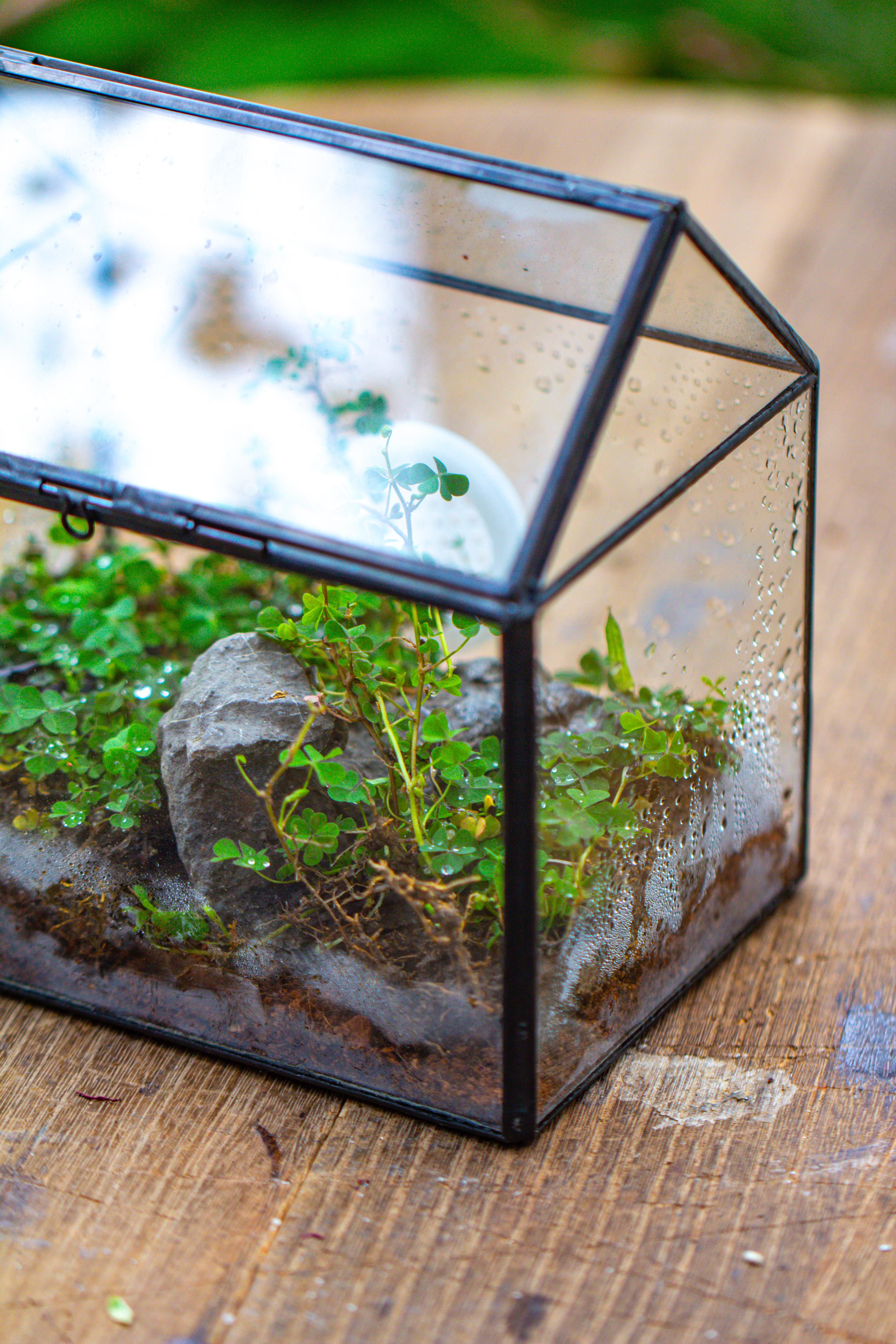 Handmade NCYP Geometric Glass Black Terrarium Box House Shape Close, Tabletop, Swing Lid  for Air Plants Moss Snail Reptile Habitat - NCYPgarden