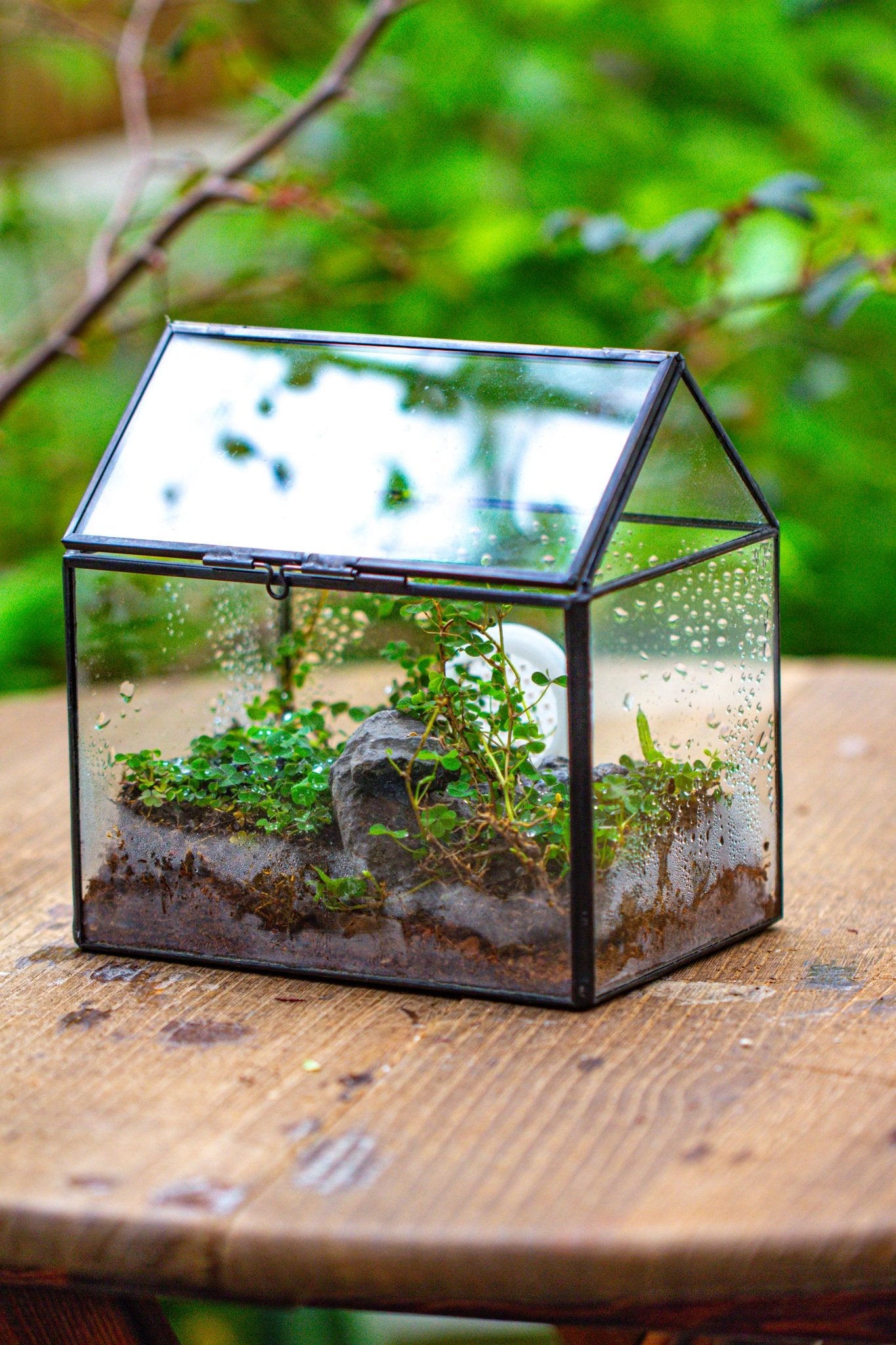 plant house terrarium (Sealed black)