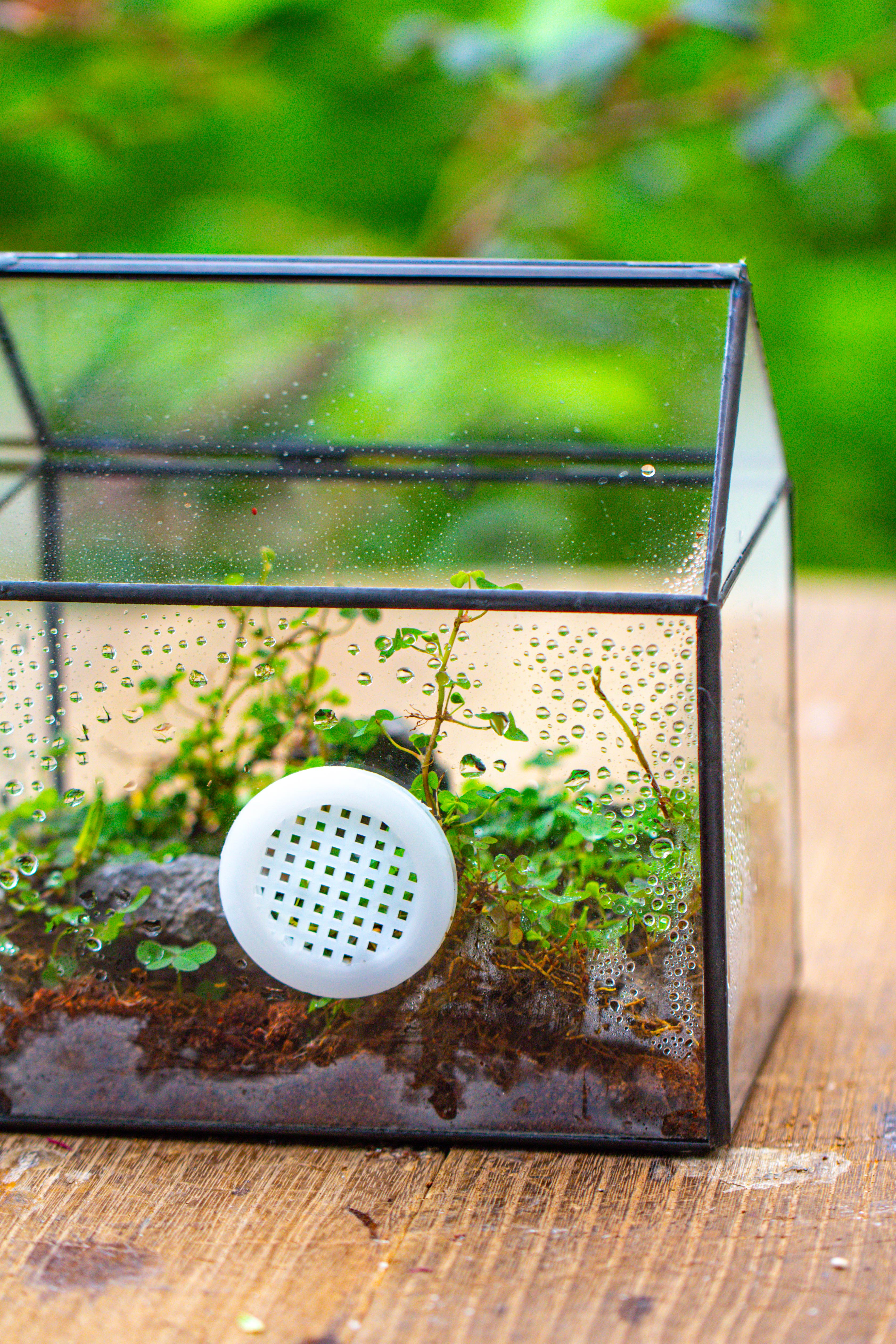Handmade NCYP Geometric Glass Black Terrarium Box House Shape Close, Tabletop, Swing Lid  for Air Plants Moss Snail Reptile Habitat - NCYPgarden