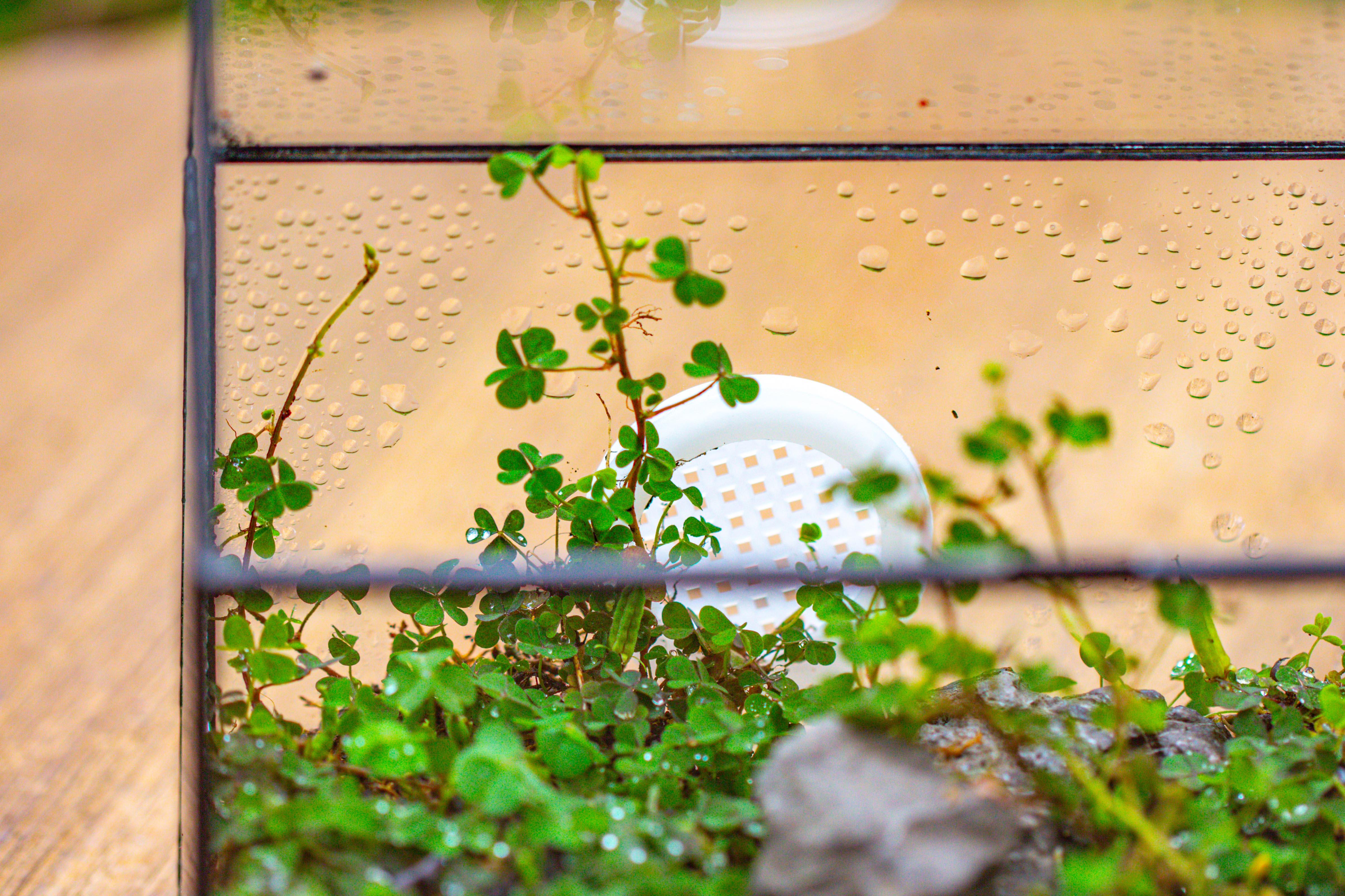Handmade NCYP Geometric Glass Black Terrarium Box House Shape Close, Tabletop, Swing Lid  for Air Plants Moss Snail Reptile Habitat - NCYPgarden