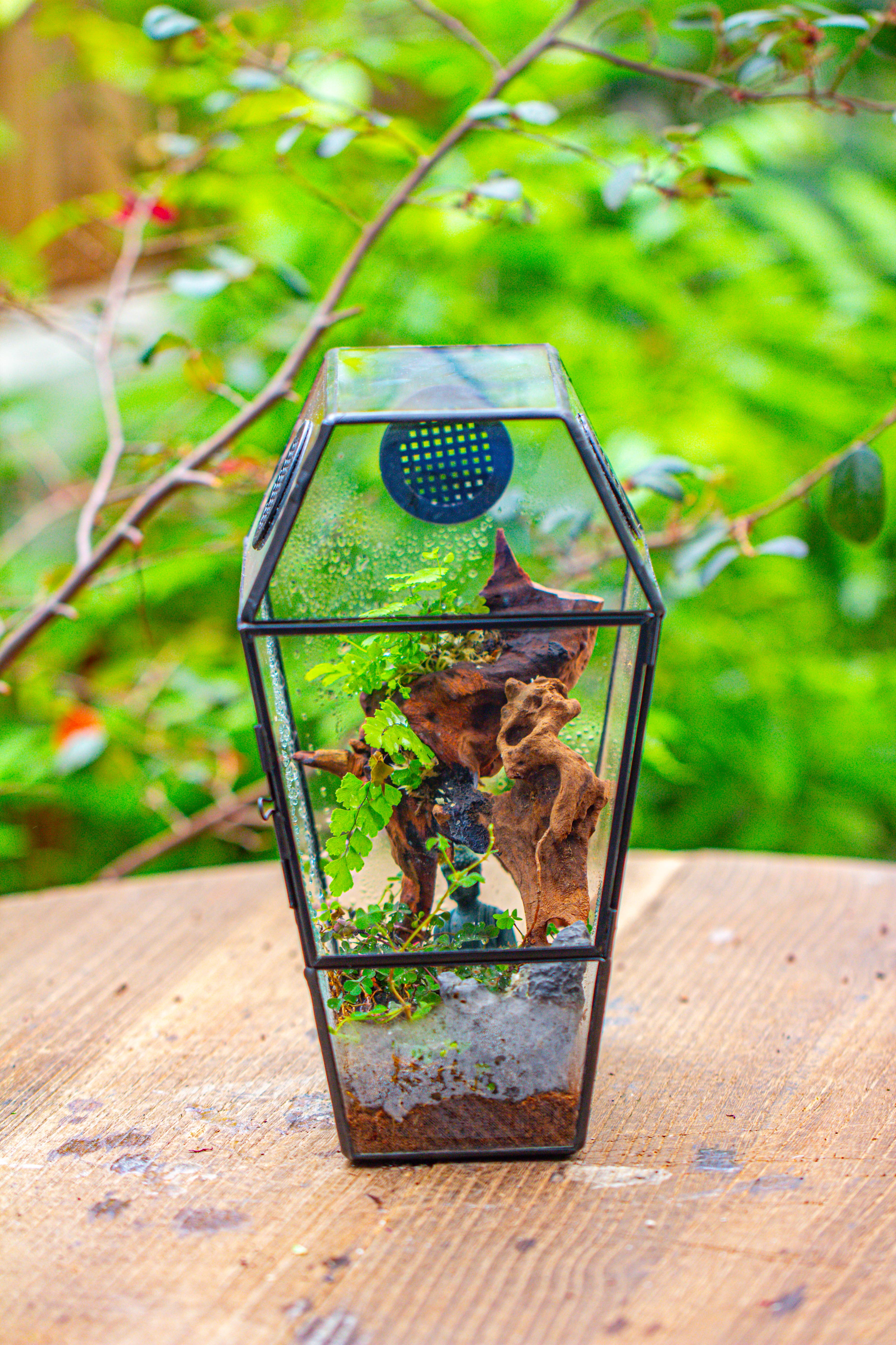 Coffin-Shaped Tin Glass Terrarium Enclosure, Gothic Style, for Jumping Spider, Insects, Snails - NCYPgarden