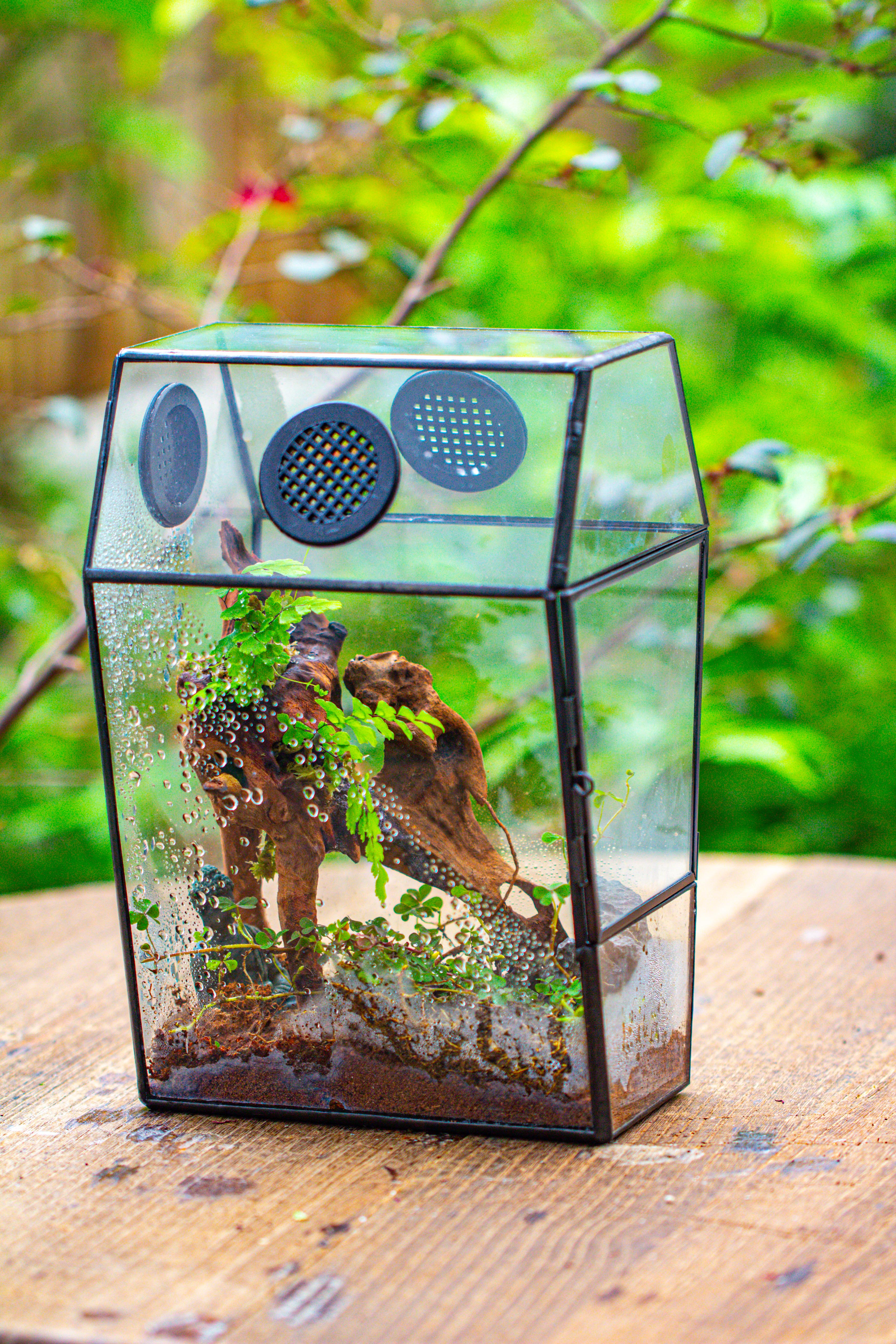 Coffin-Shaped Tin Glass Terrarium Enclosure, Gothic Style, for Jumping Spider, Insects, Snails - NCYPgarden