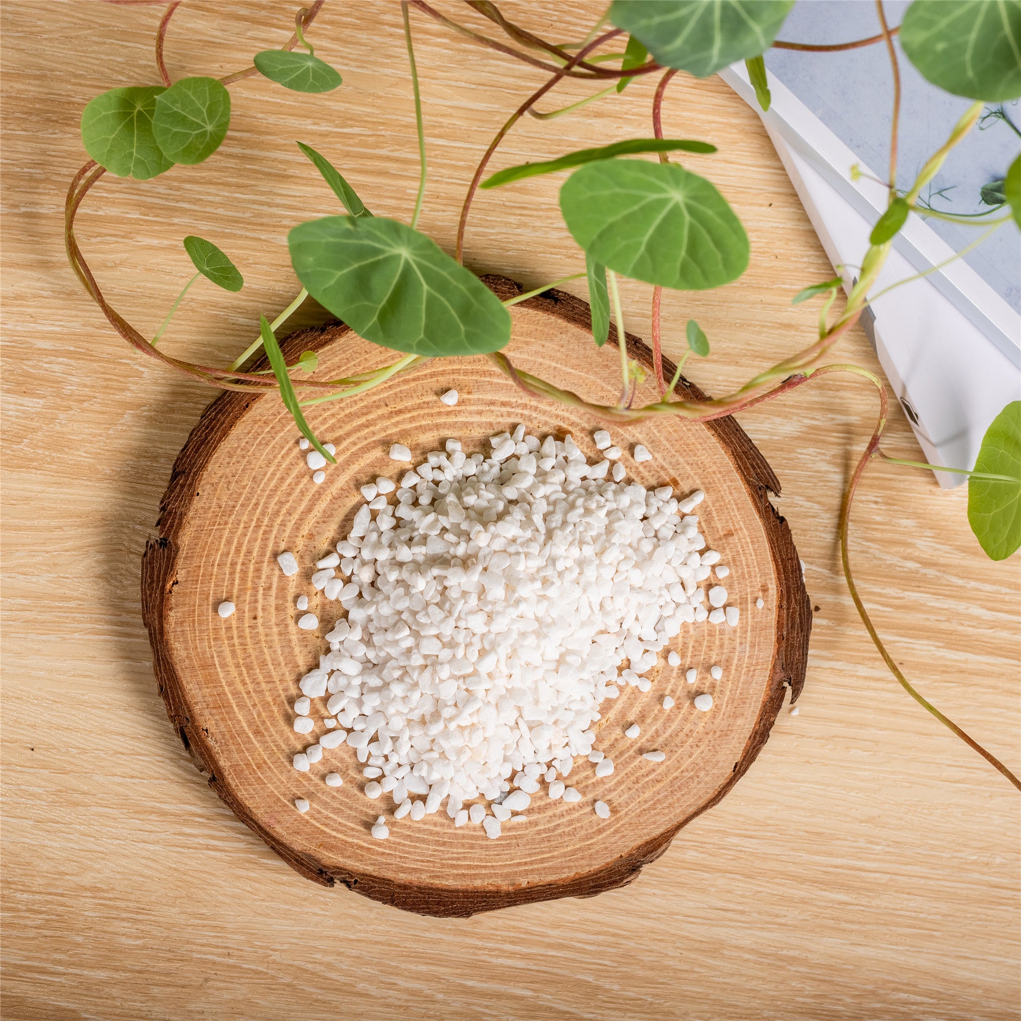 Decorative White Pebble Rocks for Succulents Top Dressing, for Terrarium, Fairy Gardening - NCYPgarden