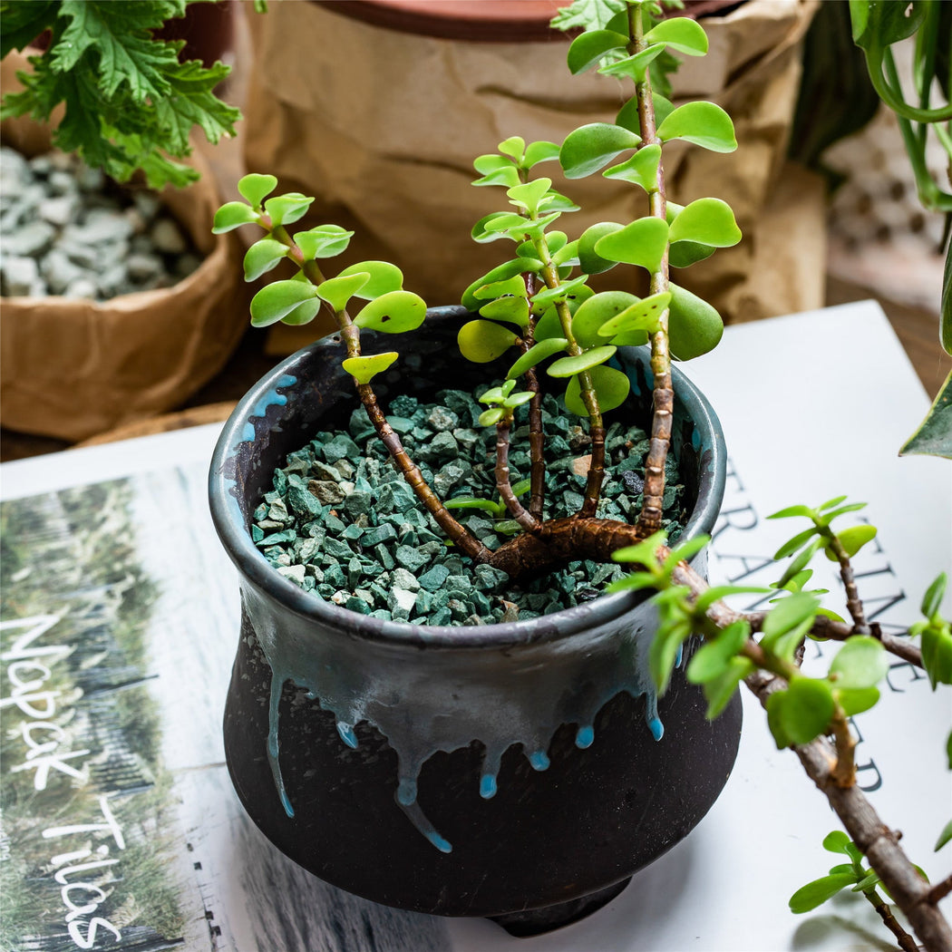 Decorative Green Zeolite Stones for Succulents Top Dressing, for Terrarium, Fairy Gardening - NCYPgarden