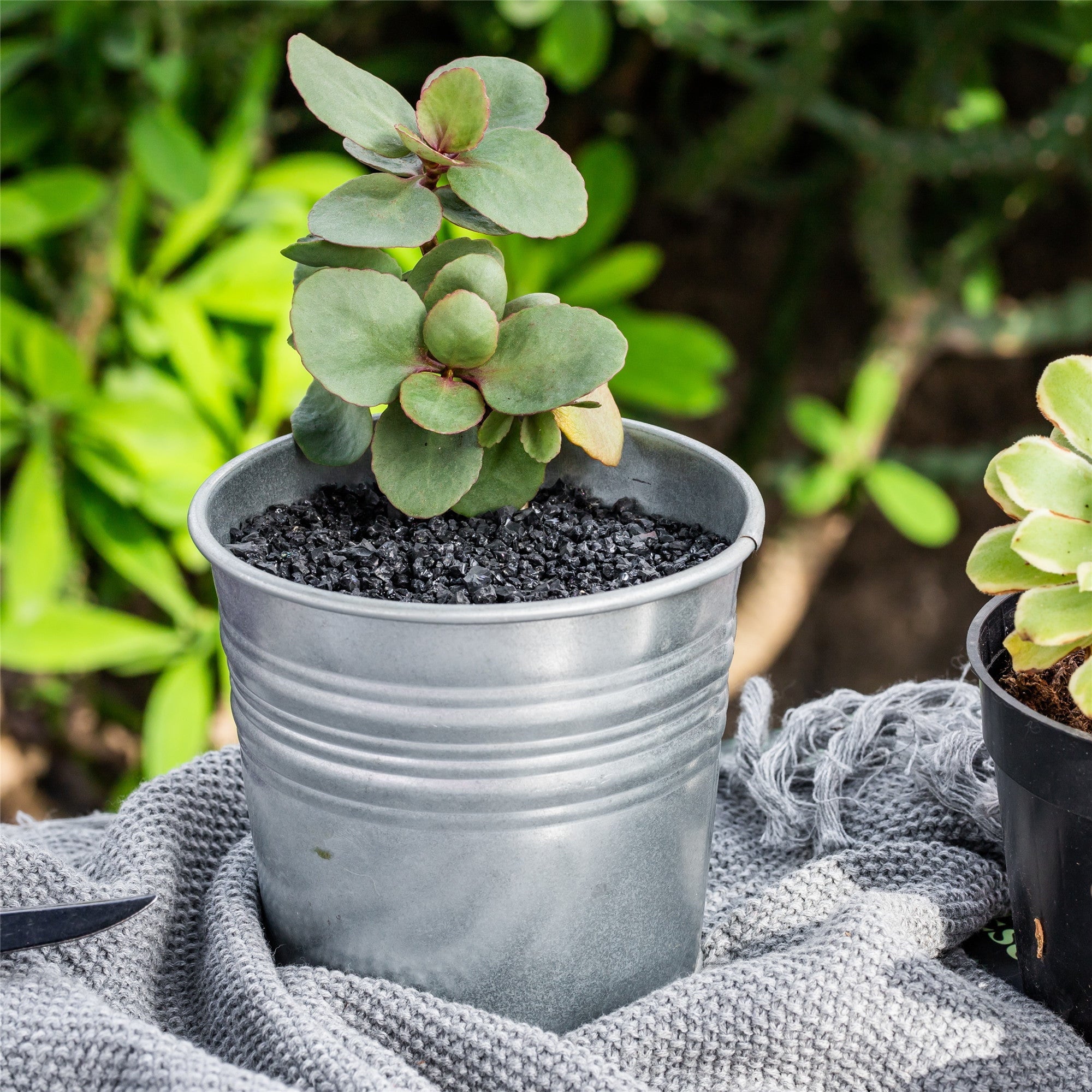 top dressing for succulents Buy Black Polished Pebbles for Terrariums & Bonsai – NCYPgarden