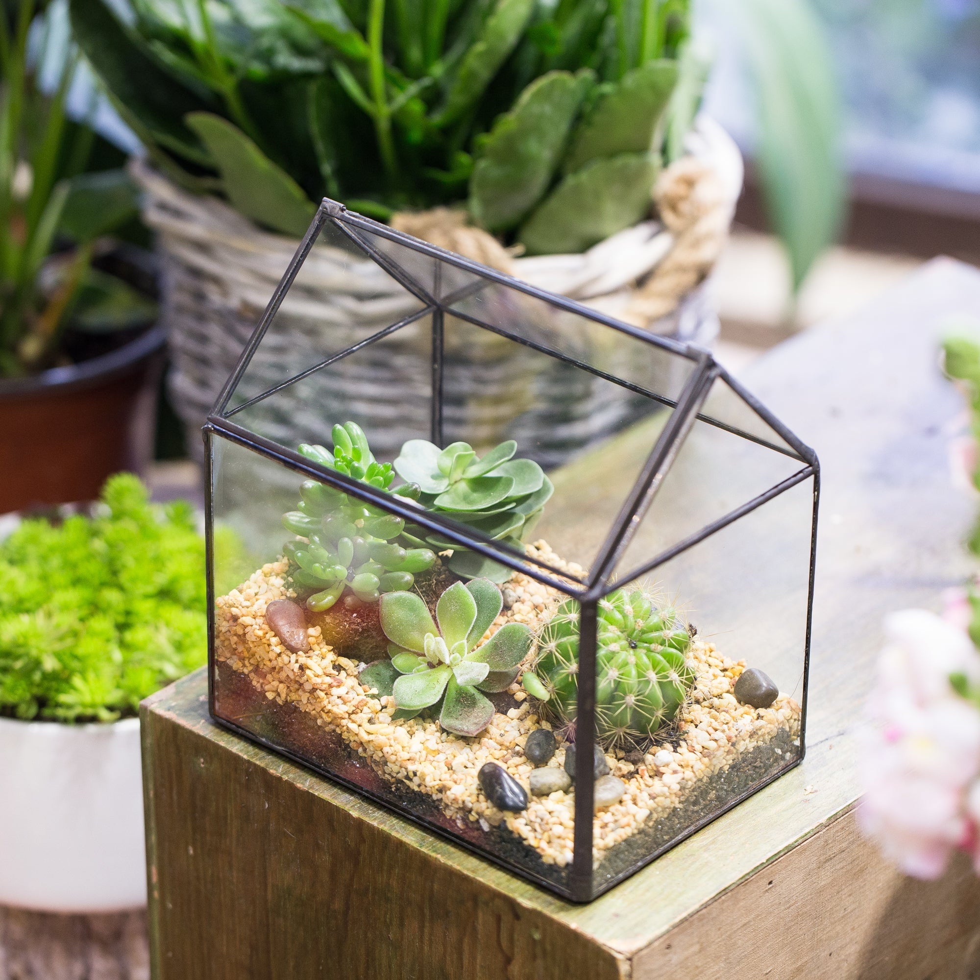 closed terrarium succulents NCYP Vintage House Geometric Terrarium Tin Sealed Chest Planter Succulent Centerpiece Wedding PH07F1