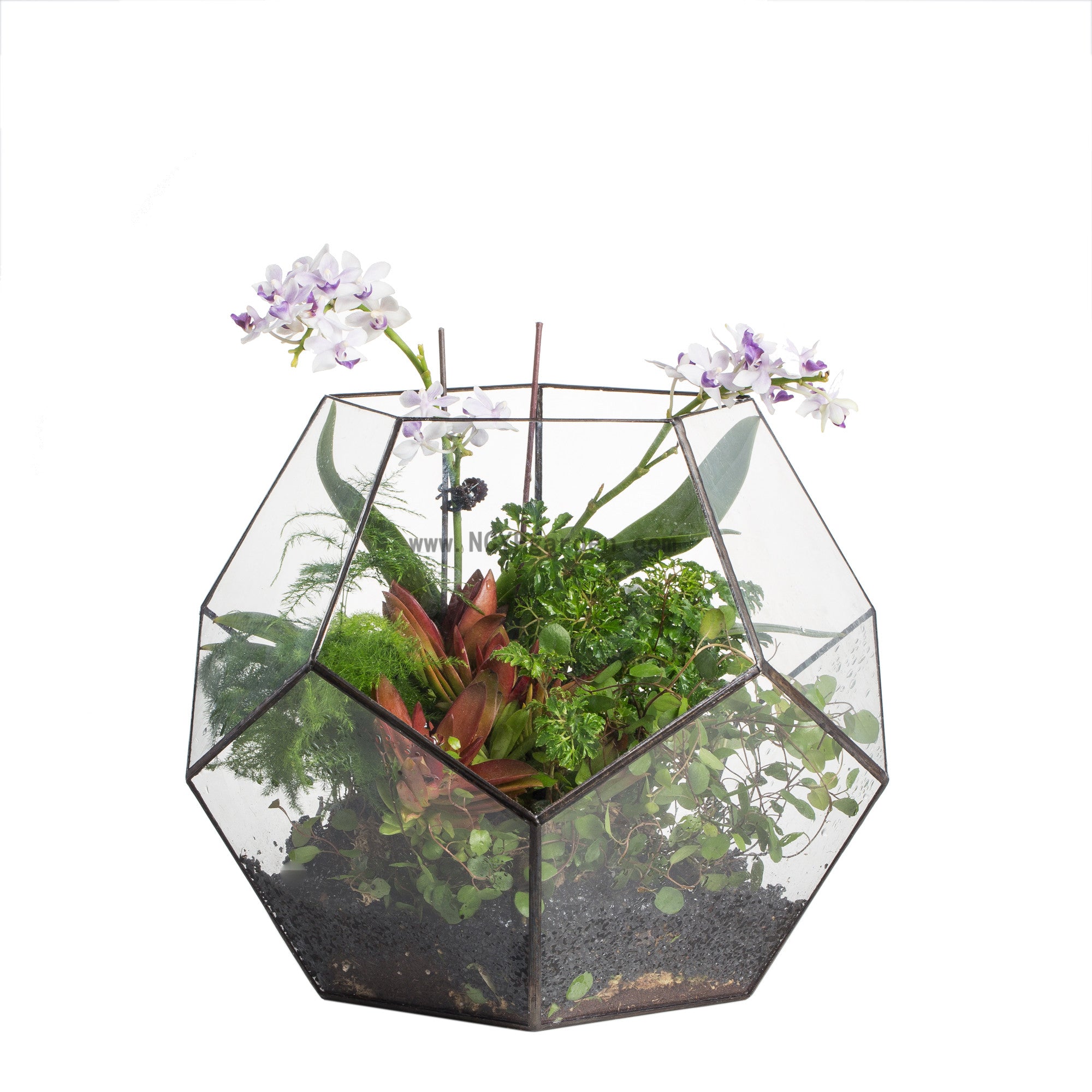 extra large plant terrarium Handmade Extra Large Large Pentagon Glass Geometric Terrarium for Succulents Fern Moss Airplants