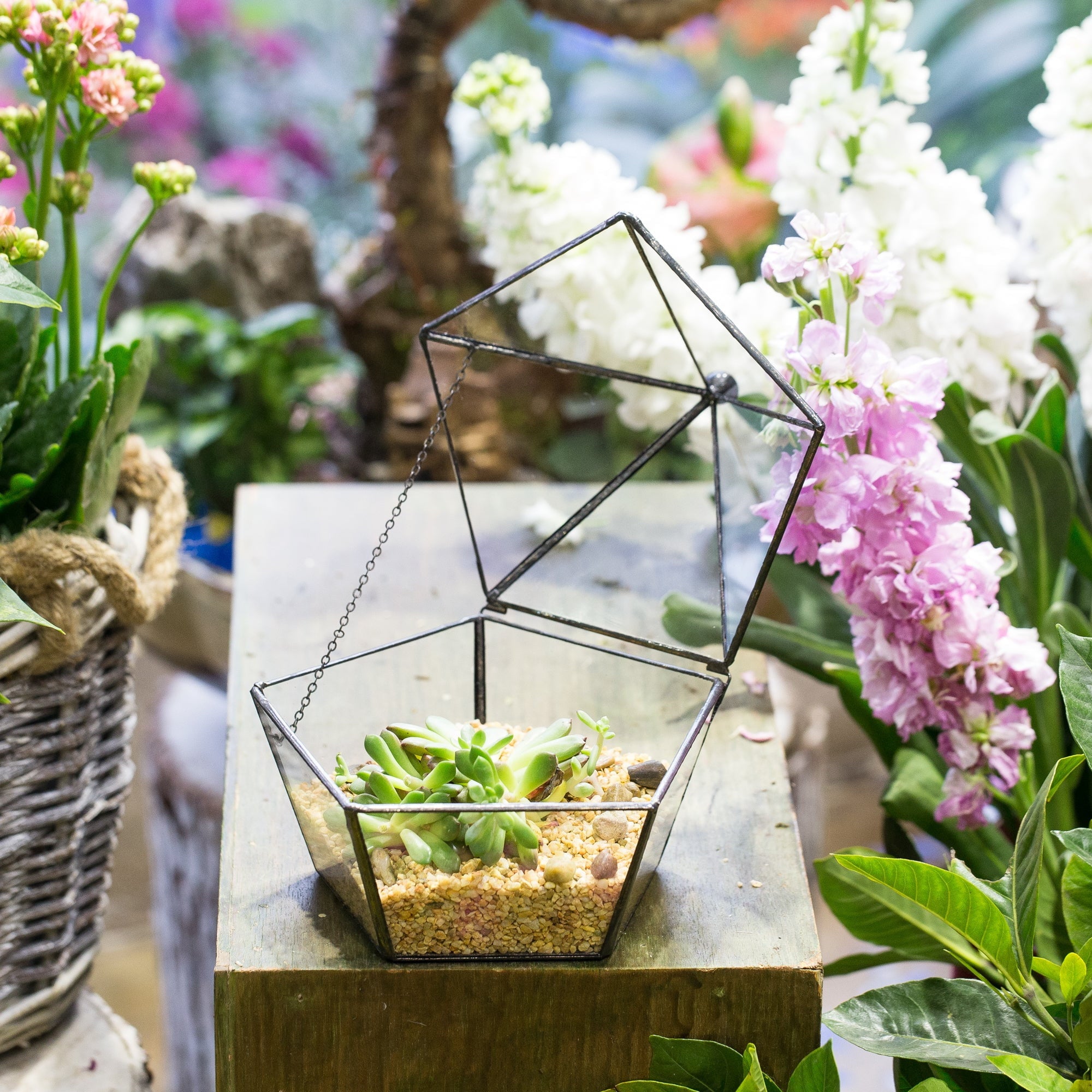 Modern Succulent Plant Glass Geometric Container Desktop Flower Pot for Succulents Flower - NCYPgarden