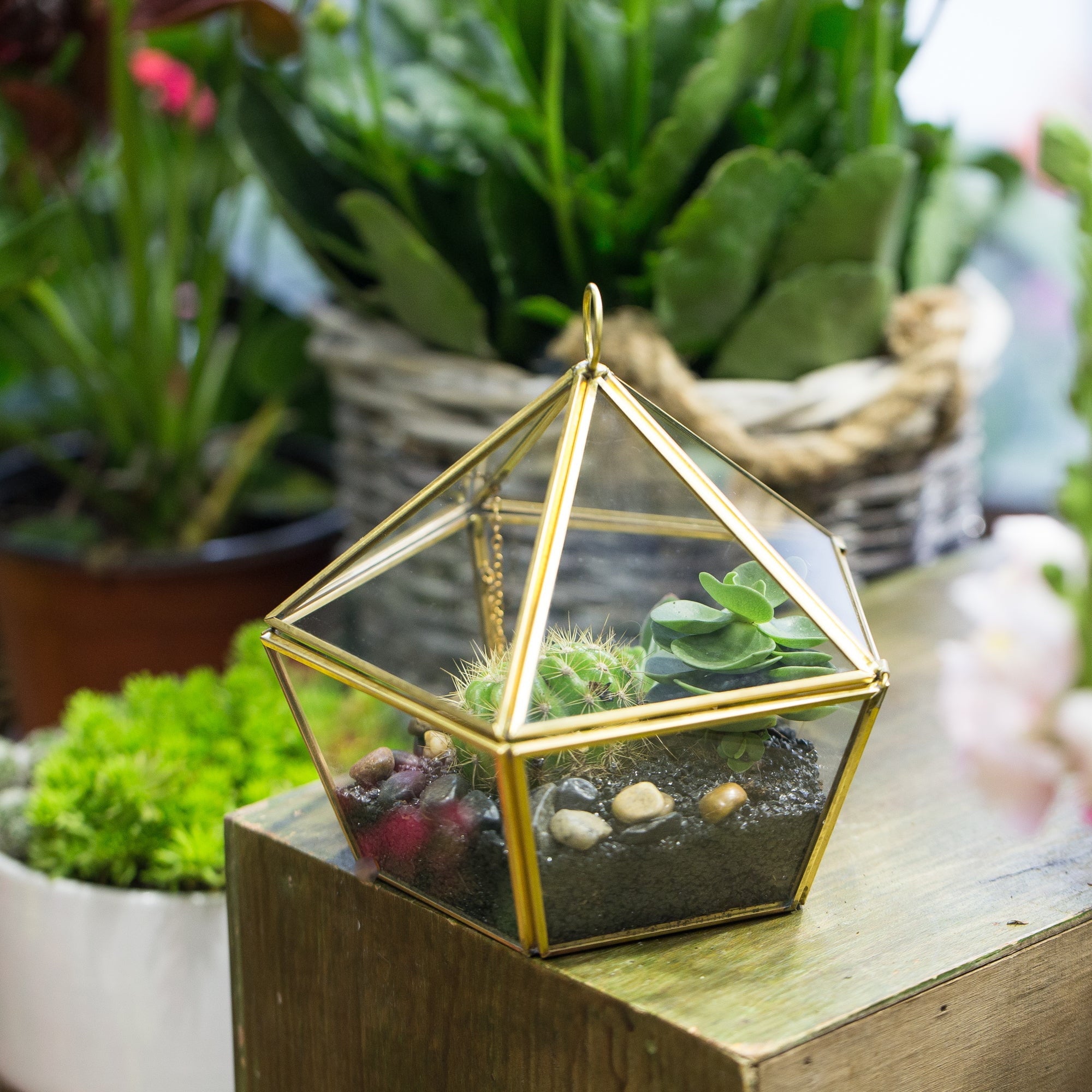 Modern Glass Geometric Terrarium Five Sides Tabletop Display Box for Succulent Fern Moss Plant - NCYPgarden