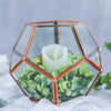 Glass Pentagon Regular Dodecahedron Geometric Terrarium Container Desktop Planter for Succulent - NCYPgarden