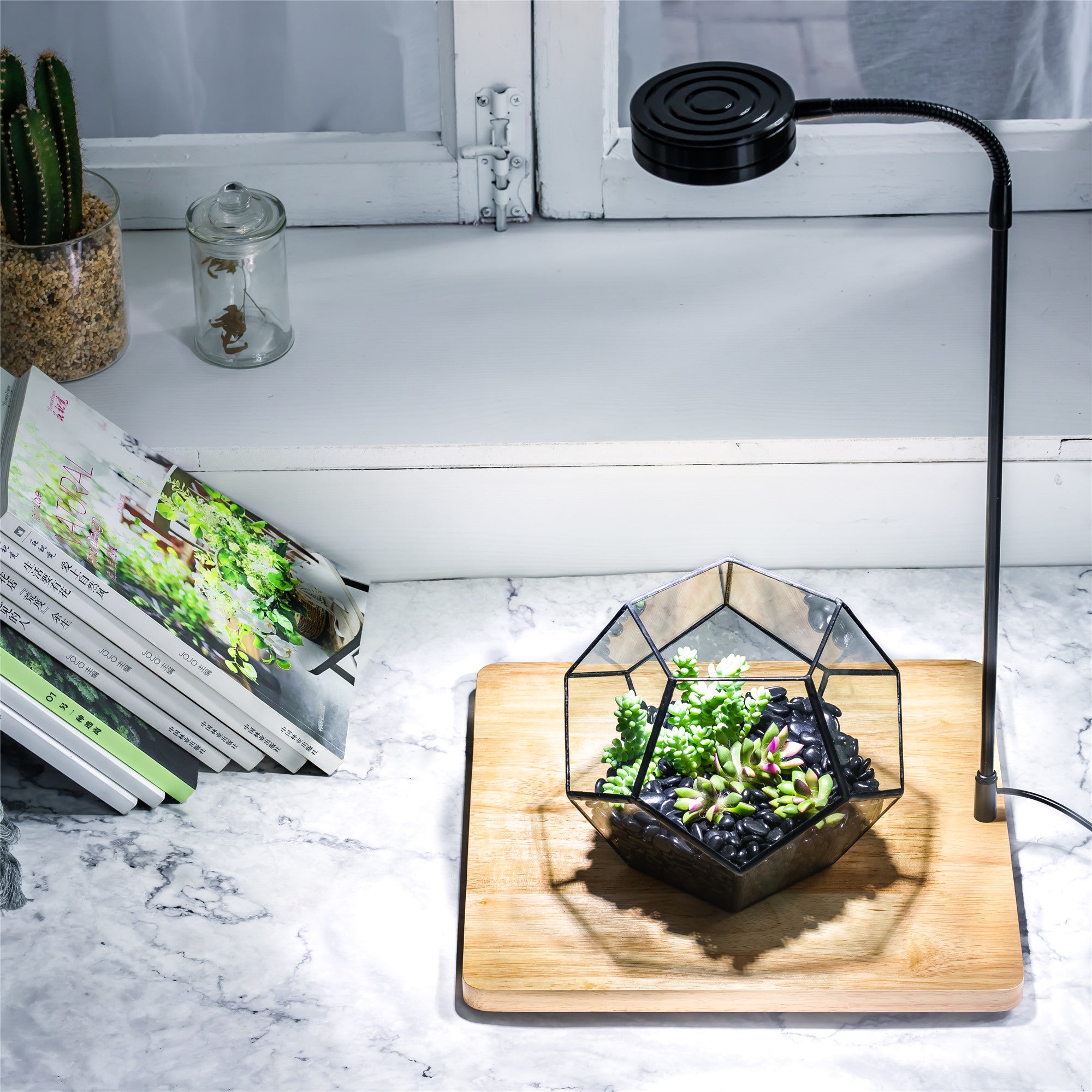 succulents light Tabletop LED Succulents Grow Light Display – NCYPgarden