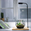 NCYP Tabletop Board  LED Succulents Grow Light Display Indoor Terrarium for  Succulents Moss - NCYPgarden