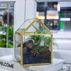 Handmade NCYP Geometric Glass Black Terrarium Box House Shape Close, Tabletop, Swing Lid  for Air Plants Moss Snail Reptile Habitat - NCYPgarden
