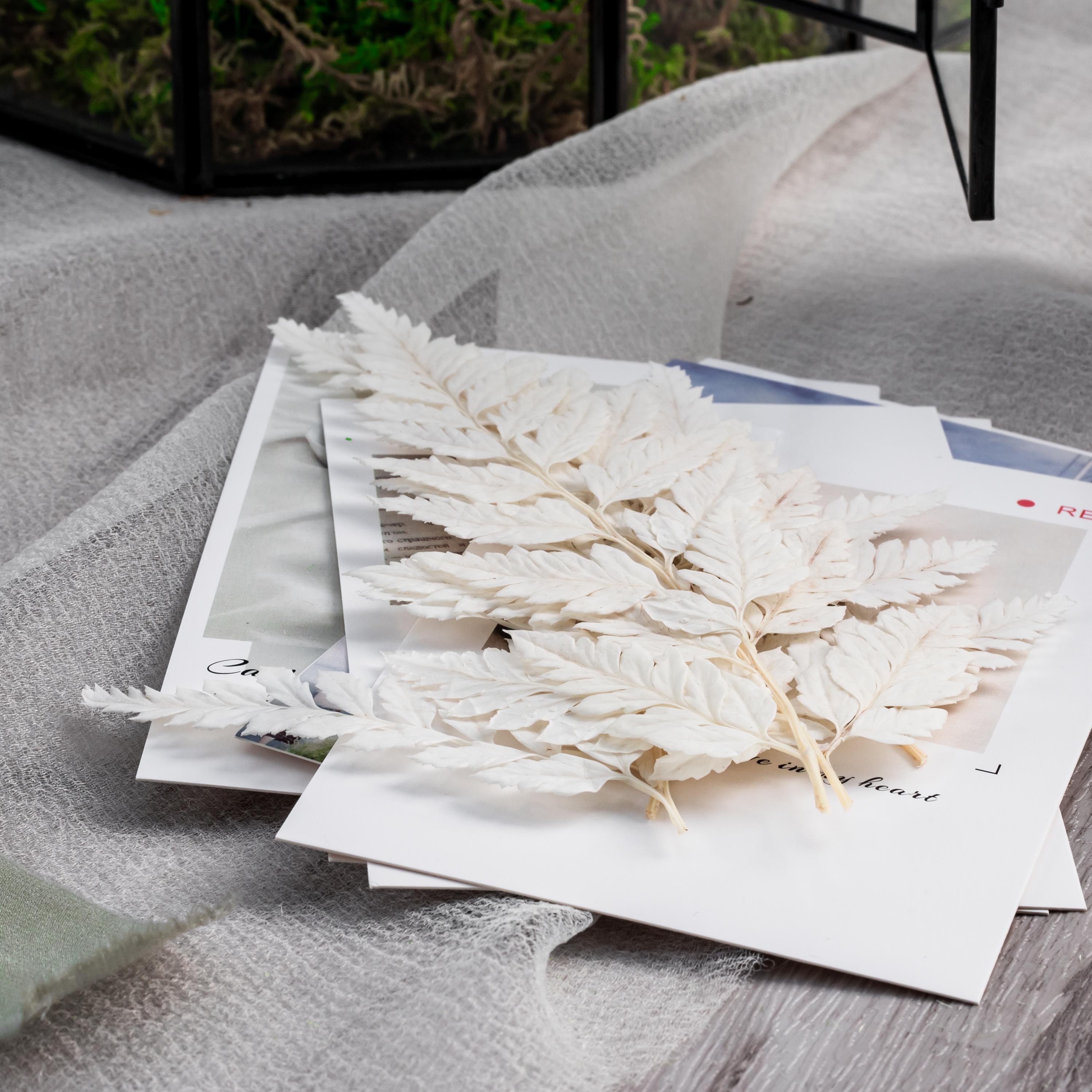 Preserved Pressed Flower Davallia mariesii, Squirrel's Foot Fern Leaf , Multiple Color,  5 pcs,  12inches long, 8inches width, DIY material - NCYPgarden