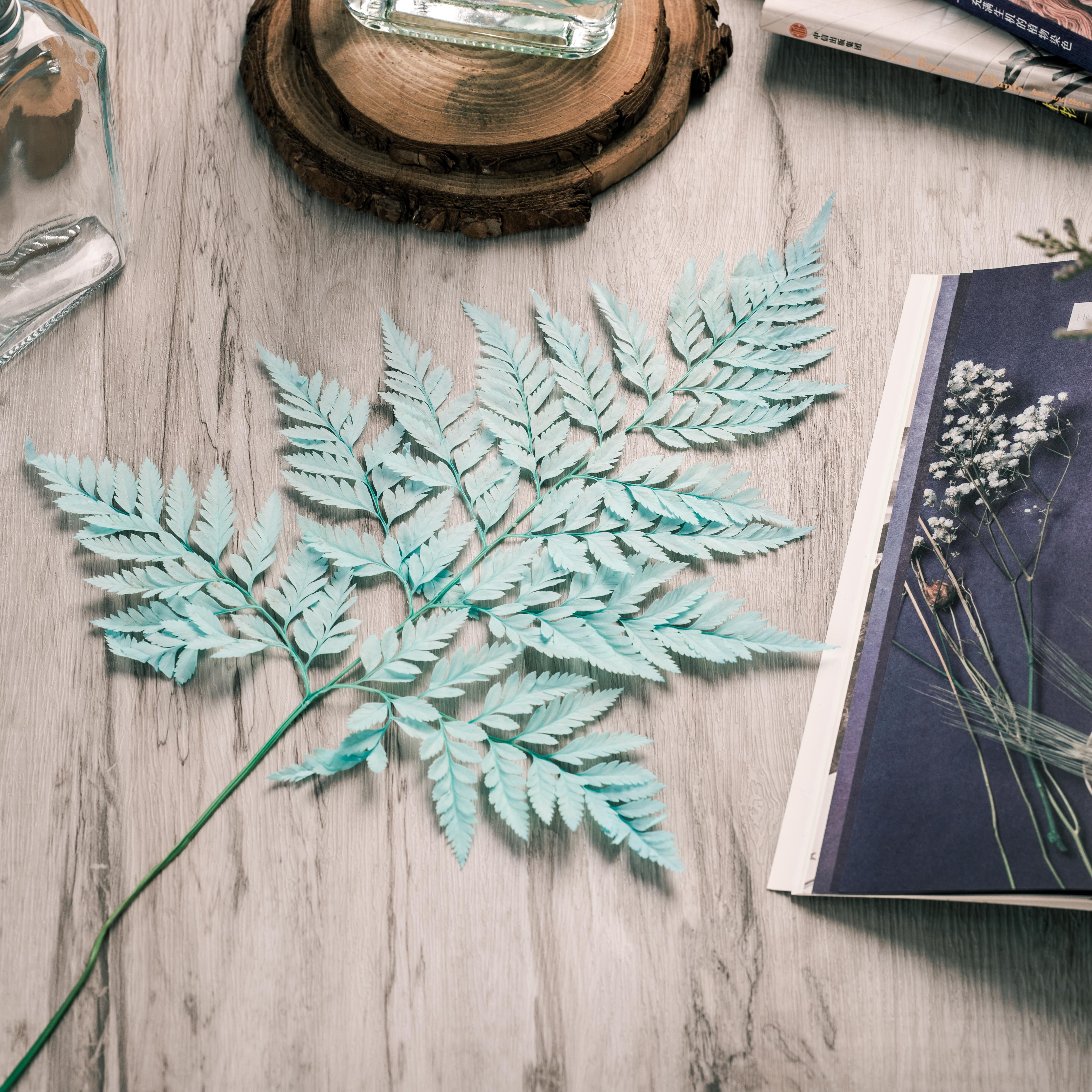 Preserved Pressed Flower Davallia mariesii, Squirrel's Foot Fern Leaf , Multiple Color,  5 pcs,  12inches long, 8inches width, DIY material - NCYPgarden