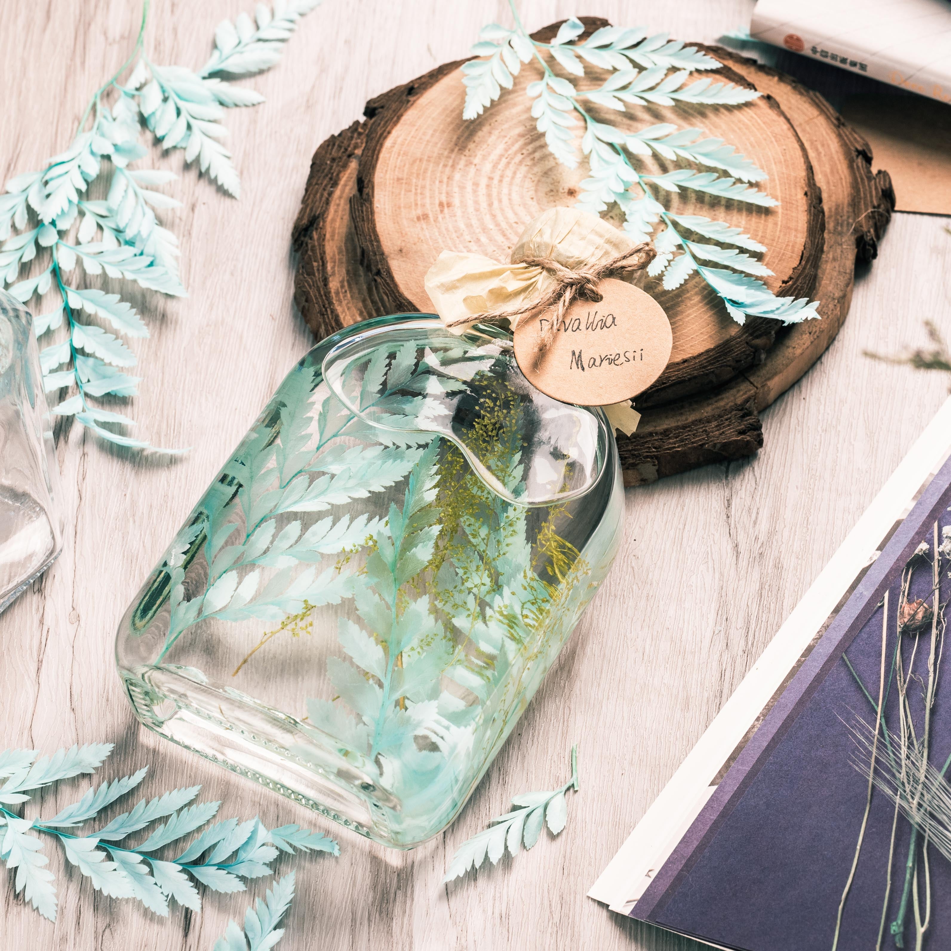 Preserved Pressed Flower Davallia mariesii, Squirrel's Foot Fern Leaf , Multiple Color,  5 pcs,  12inches long, 8inches width, DIY material - NCYPgarden