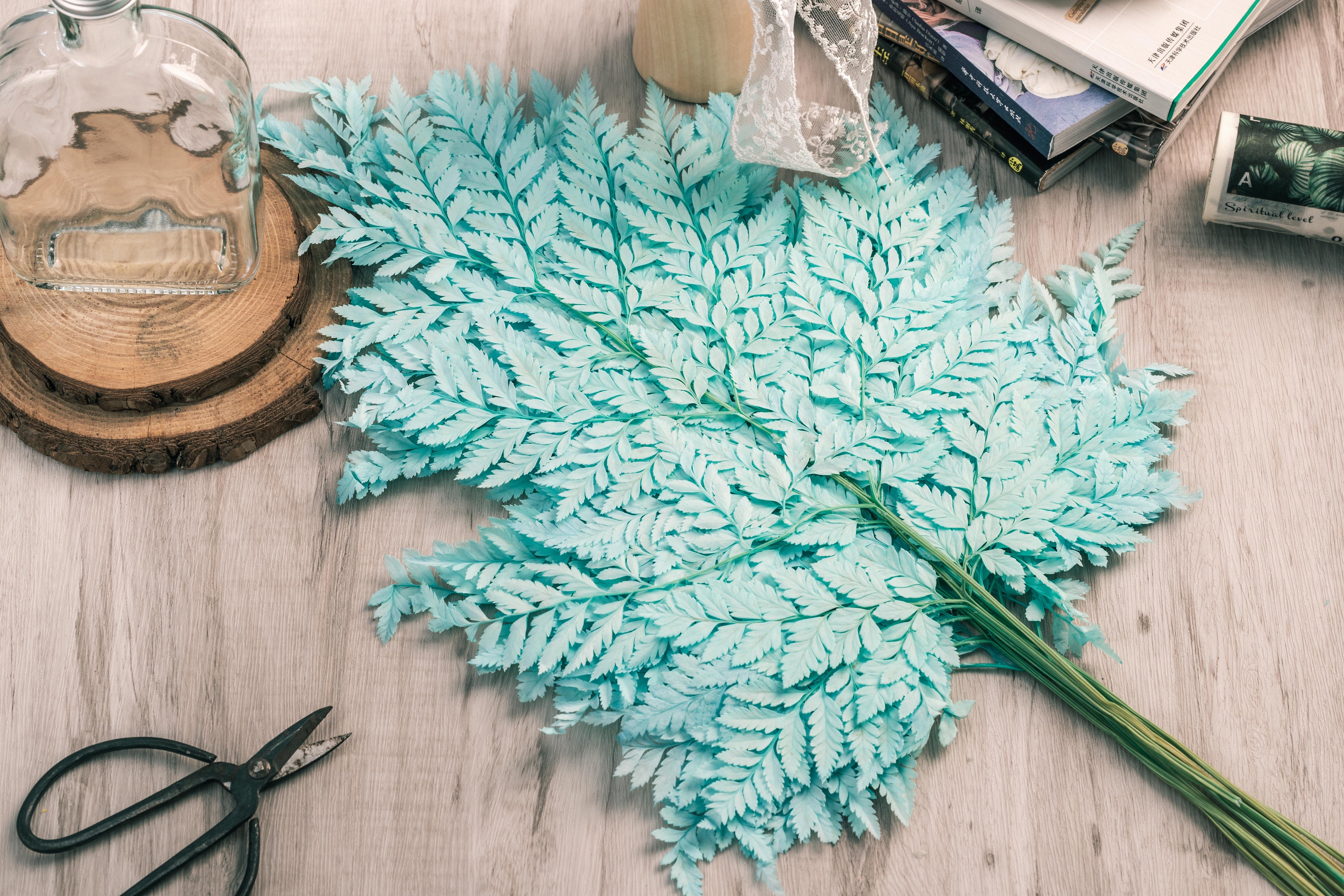 Preserved Pressed Flower Davallia mariesii, Squirrel's Foot Fern Leaf , Multiple Color,  5 pcs,  12inches long, 8inches width, DIY material - NCYPgarden