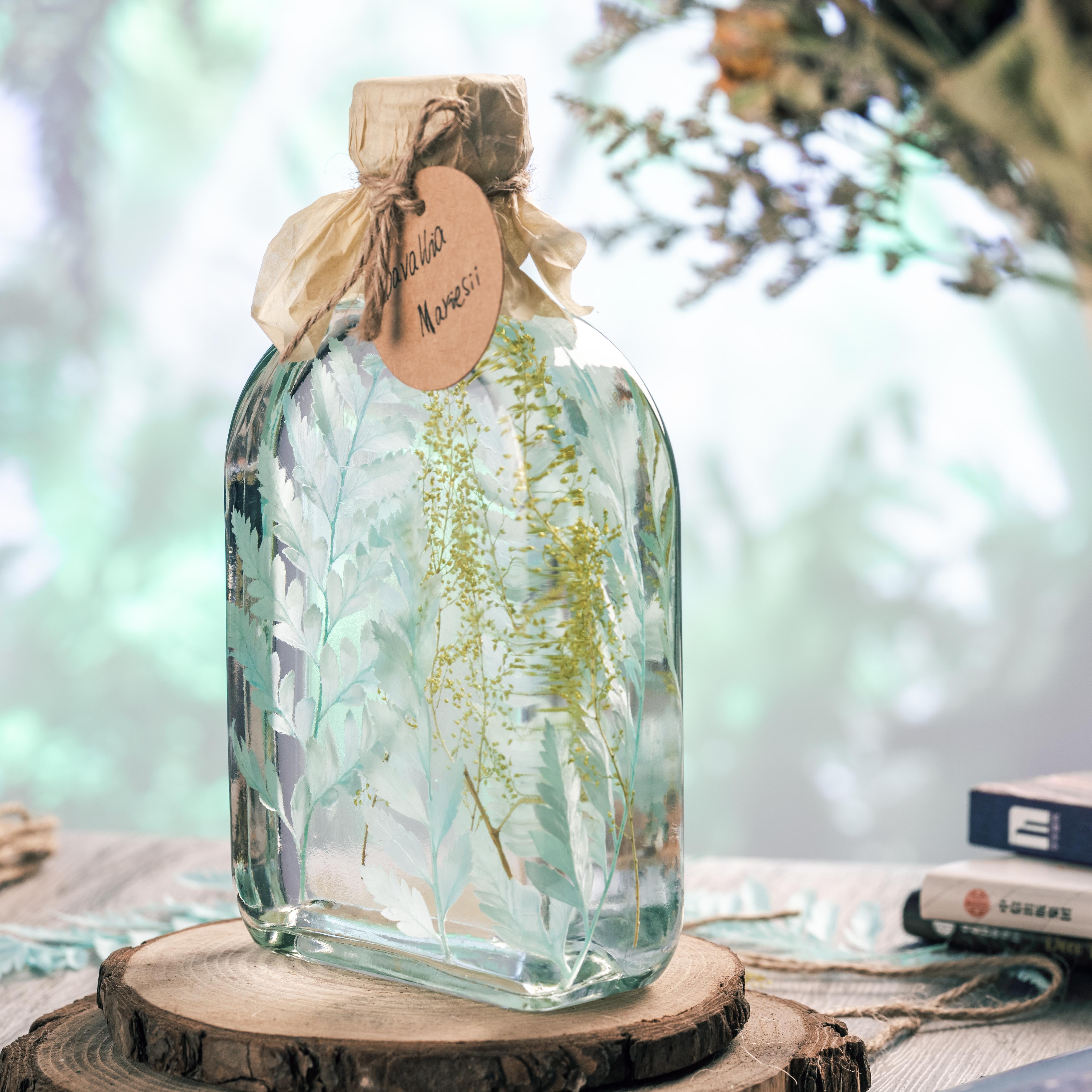 Preserved Pressed Flower Davallia mariesii, Squirrel's Foot Fern Leaf , Multiple Color,  5 pcs,  12inches long, 8inches width, DIY material - NCYPgarden