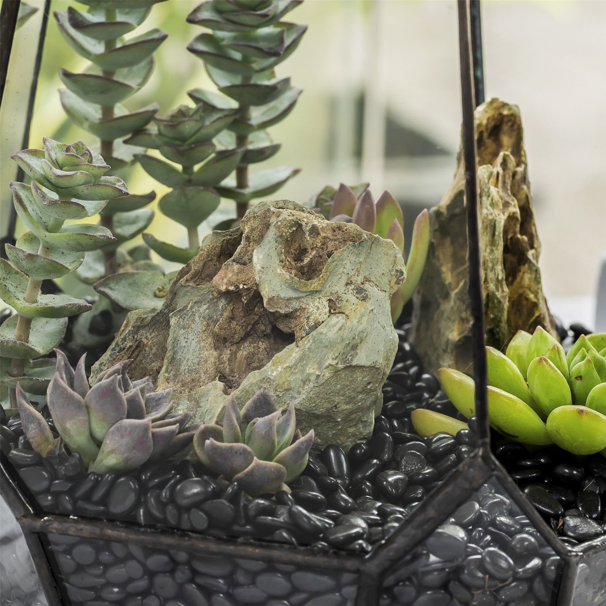 Black Natural Polished Pebbles for Terrarium, Bonsai, Small Planters, Moss, Fern, Succulents - NCYPgarden