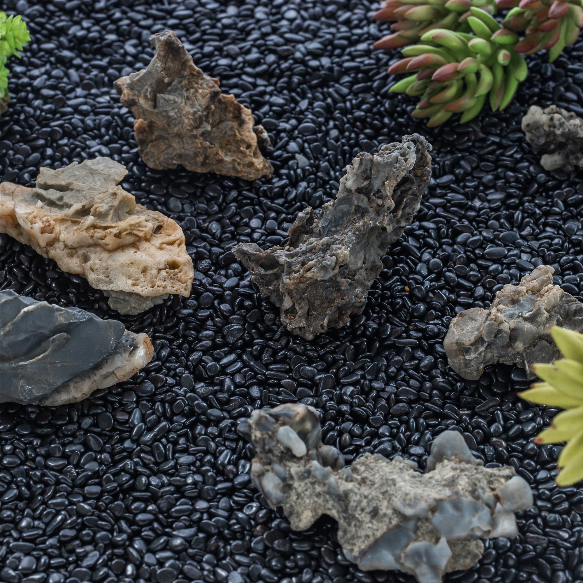Black Natural Polished Pebbles for Terrarium, Bonsai, Small Planters, Moss, Fern, Succulents - NCYPgarden