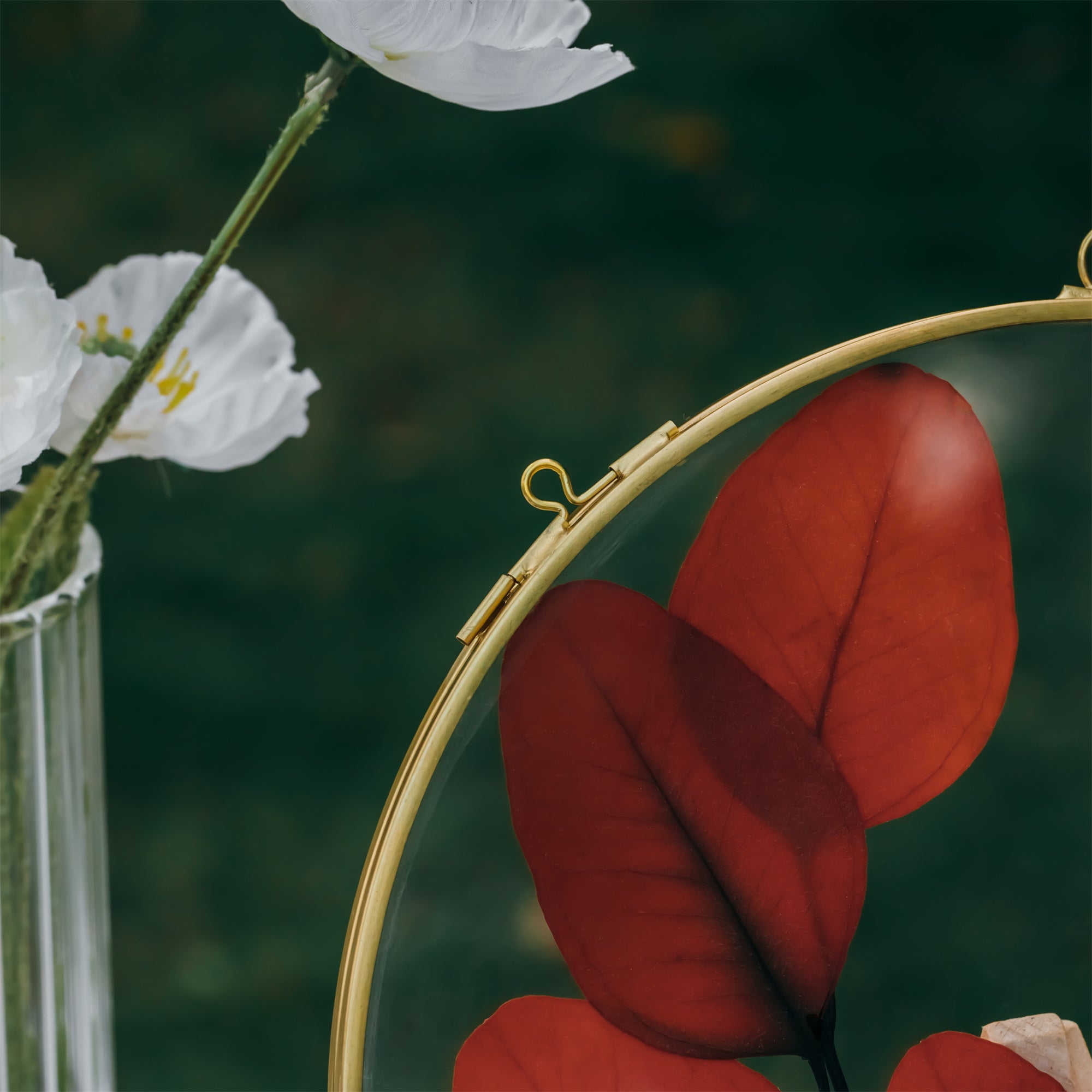 Round 6", 7" 10" 12" gold herbarium brass glass frame, Brass and Glass - NCYPgarden