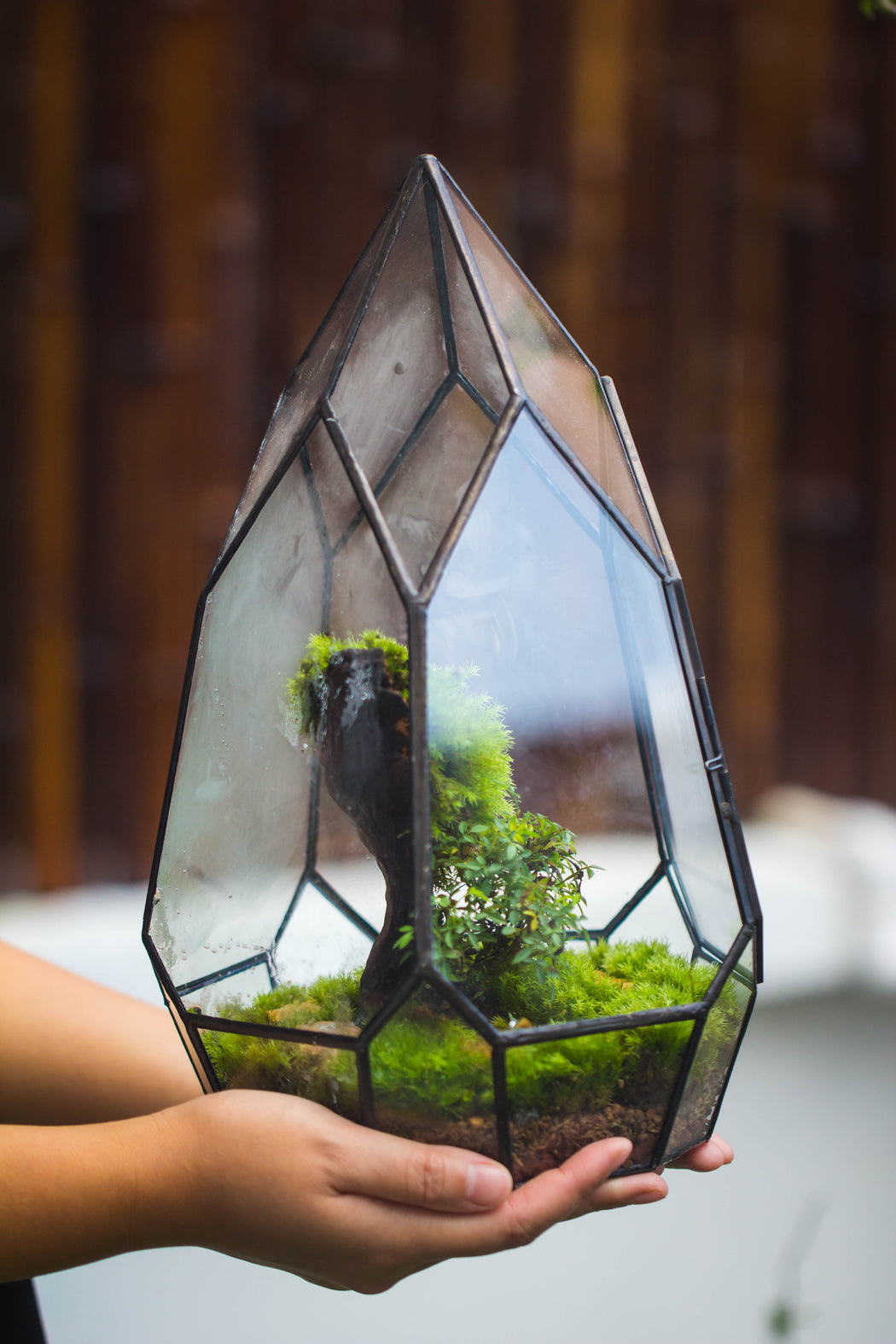 NCYP Irregular Close Geometric Glass Terrarium with door Tall Teardrop Planter Pot Miniature Moss, Tropical Plants Orchid Container - NCYPgarden