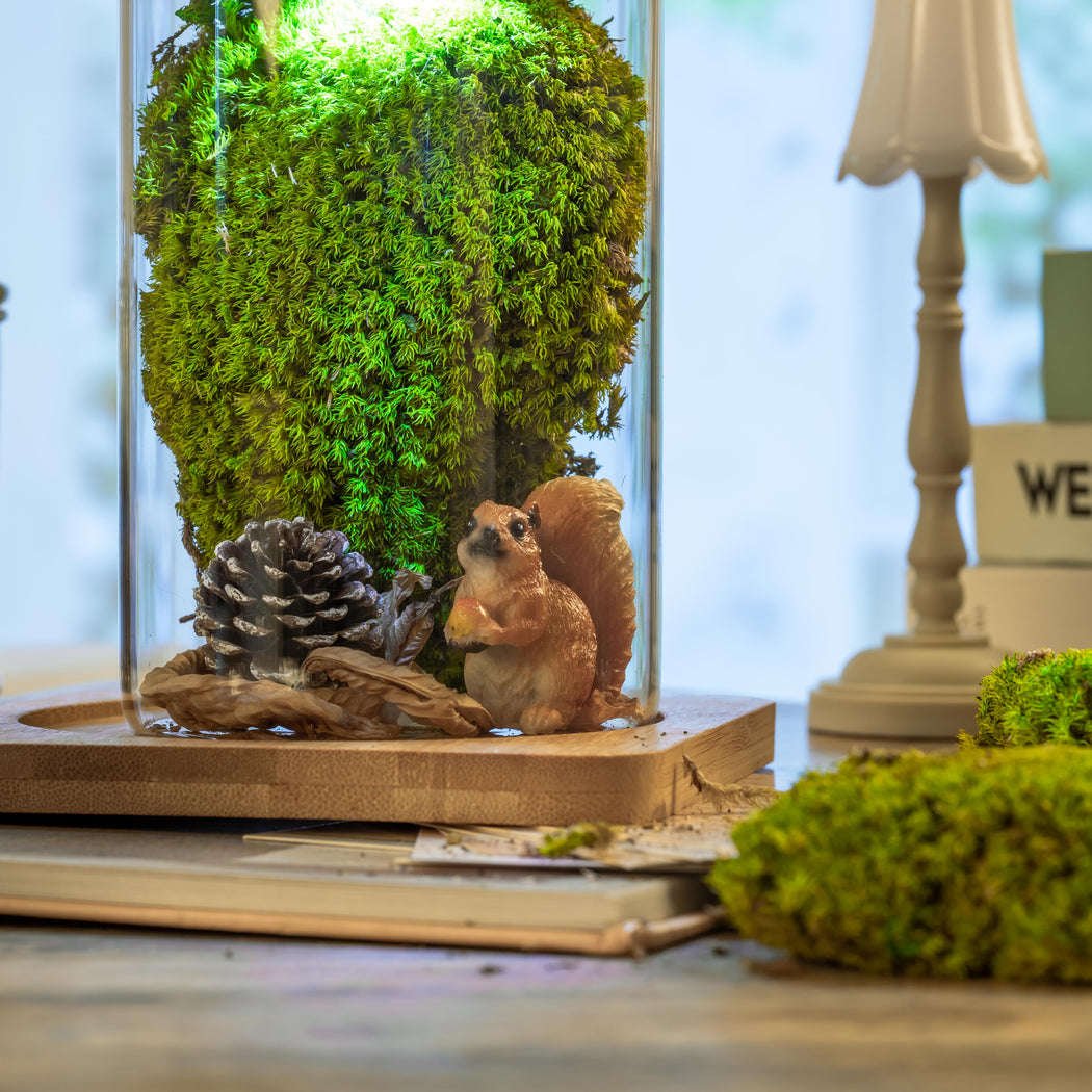 Preserved Moss for Woodland Centerpieces and Terrariums