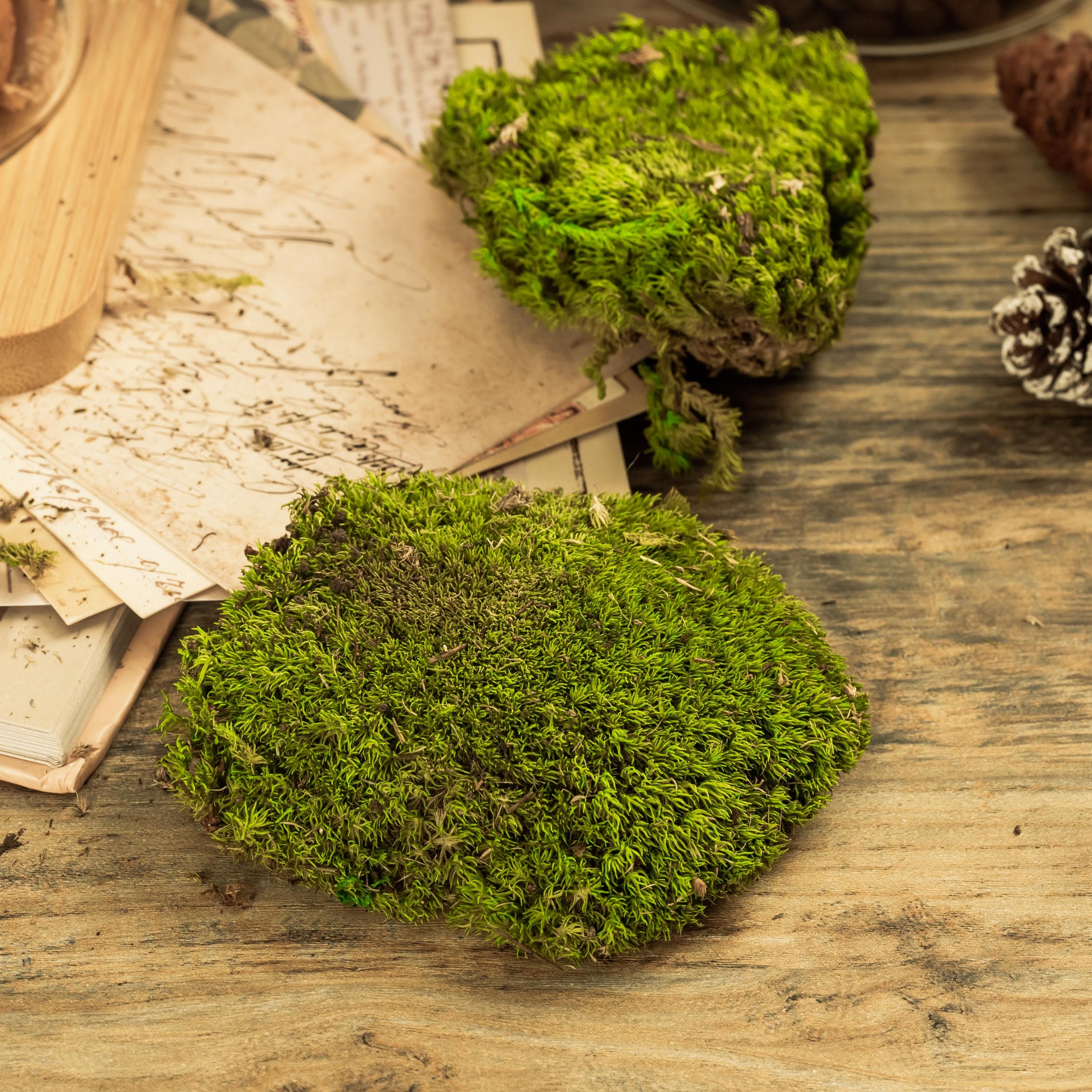 Preserved short moss, Leucobryum, pole moss Green 20x50cm, for DIY moss