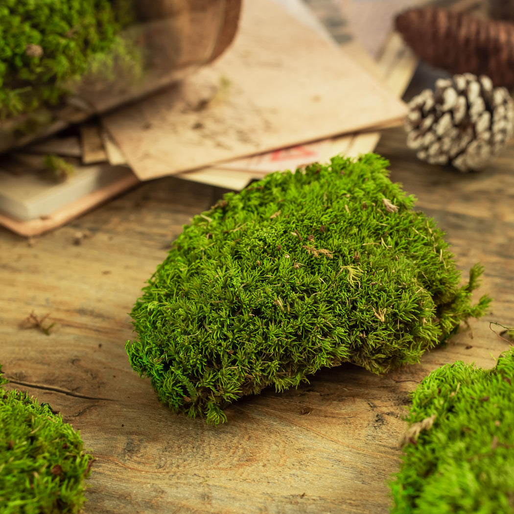 Preserved Moss Centerpiece – Mossy Moss by Olia