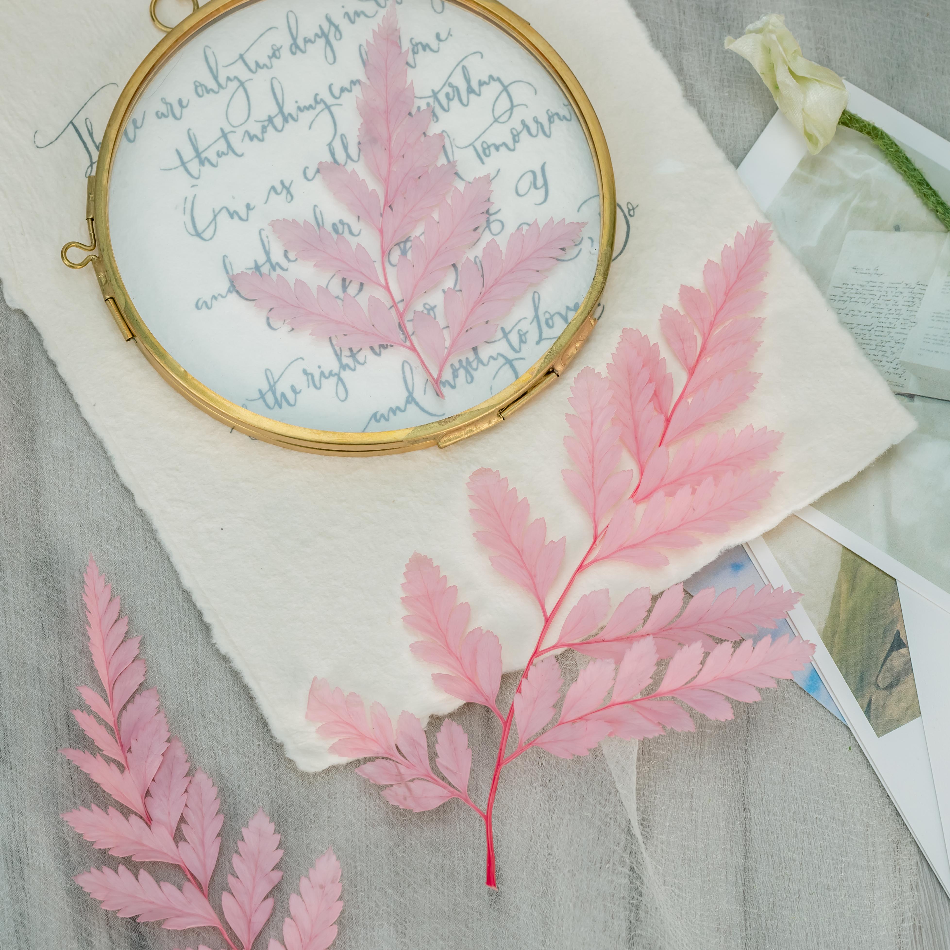 Preserved Pressed Flower Davallia mariesii, Squirrel's Foot Fern Leaf , Multiple Color,  5 pcs,  12inches long, 8inches width, DIY material - NCYPgarden