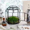 NCYP Dome Geometric Glass Terrarium Round, Closed  Succulents Planter Pot Miniature Dessert Landscape Bonsai Container - NCYPgarden