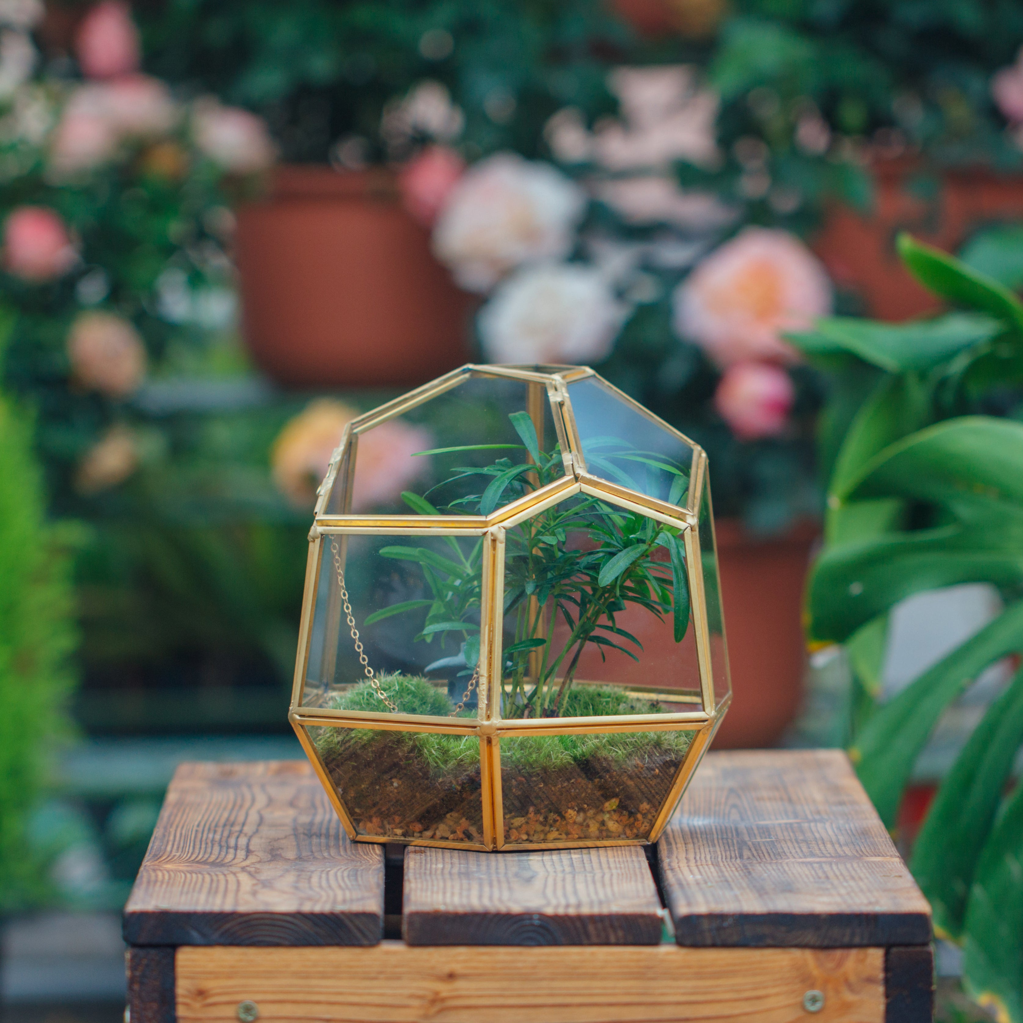 NCYP Close Geometric Glass Terrarium with Door, Brass, Irregular Tall Planter Succulent Cacti Fern Flower Pot - NCYPgarden