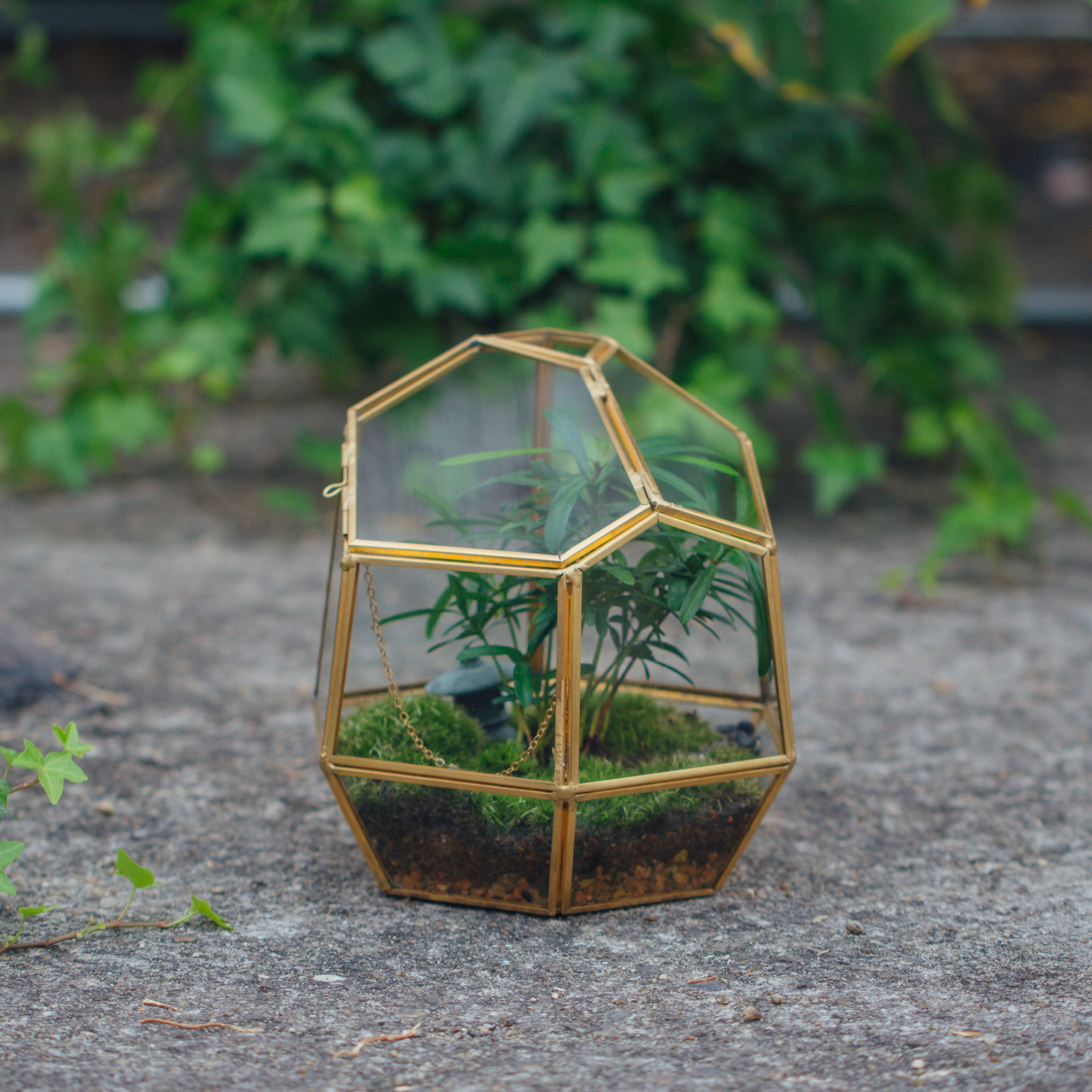 NCYP Close Geometric Glass Terrarium with Door, Brass, Irregular Tall Planter Succulent Cacti Fern Flower Pot - NCYPgarden
