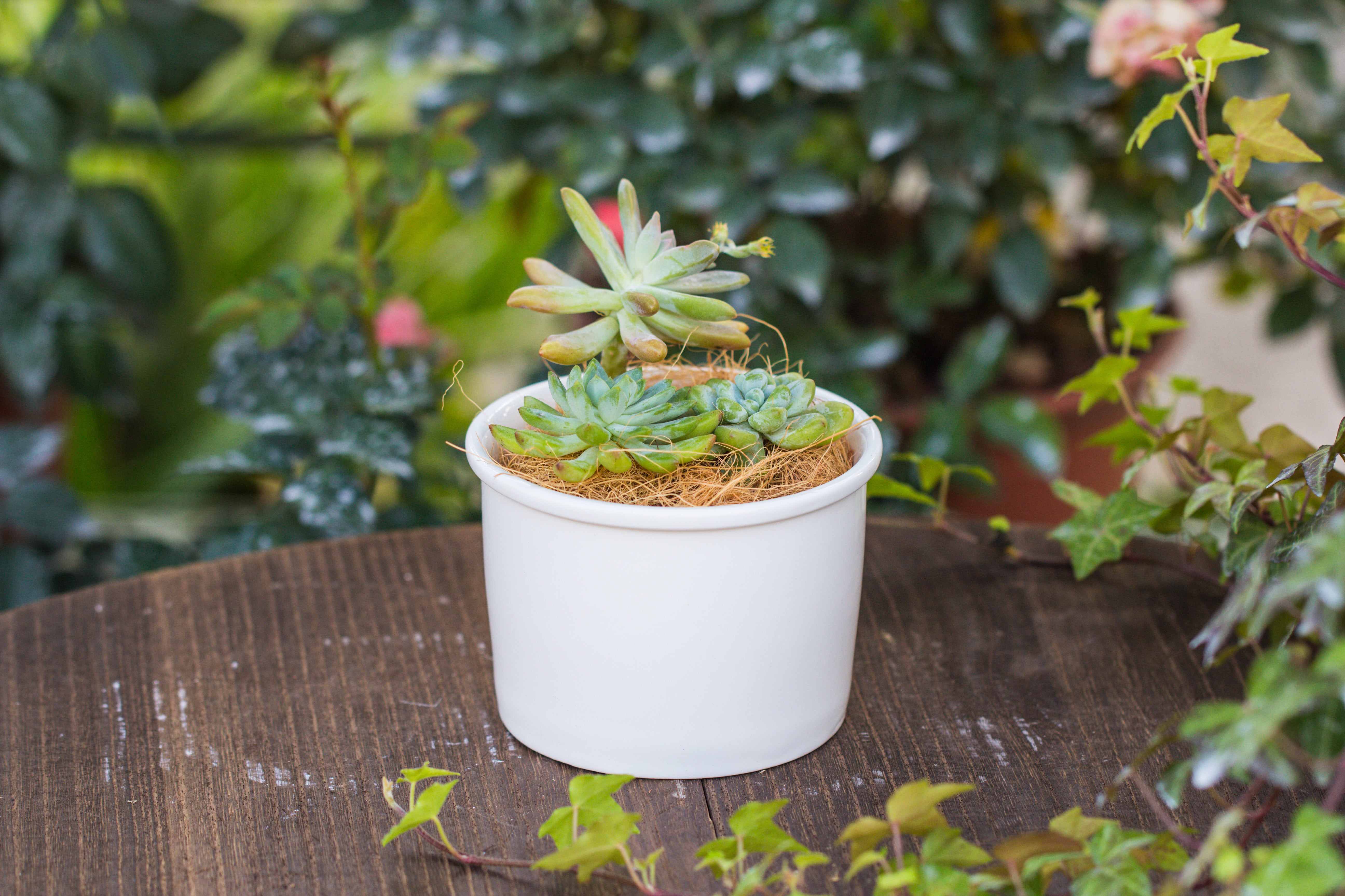 400g coir coconut fiber for top dressing, for house plant, potted plants - NCYPgarden