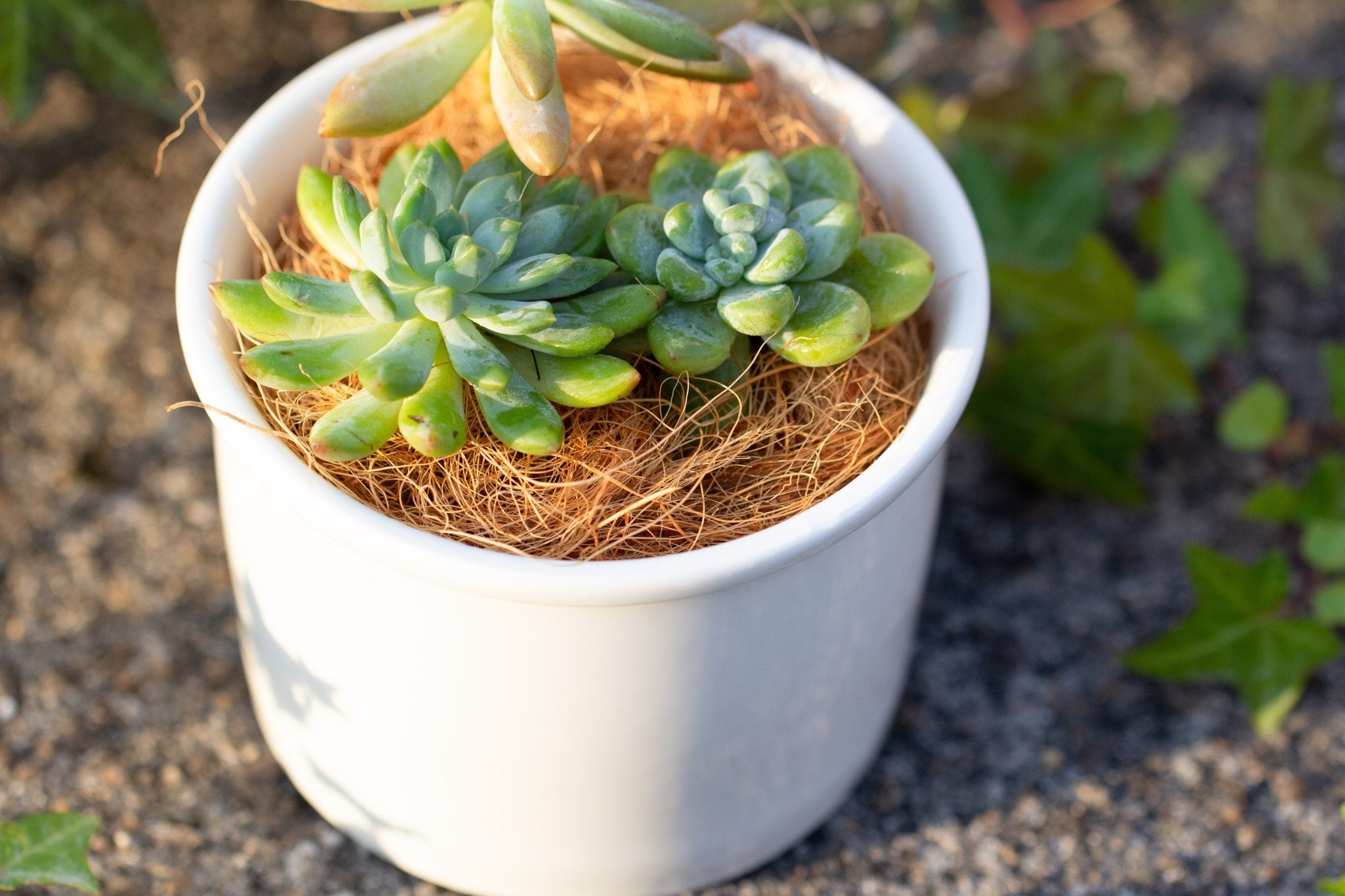 coconut coir for succulents Buy Coir Coconut Fiber for House Plants – NCYPgarden