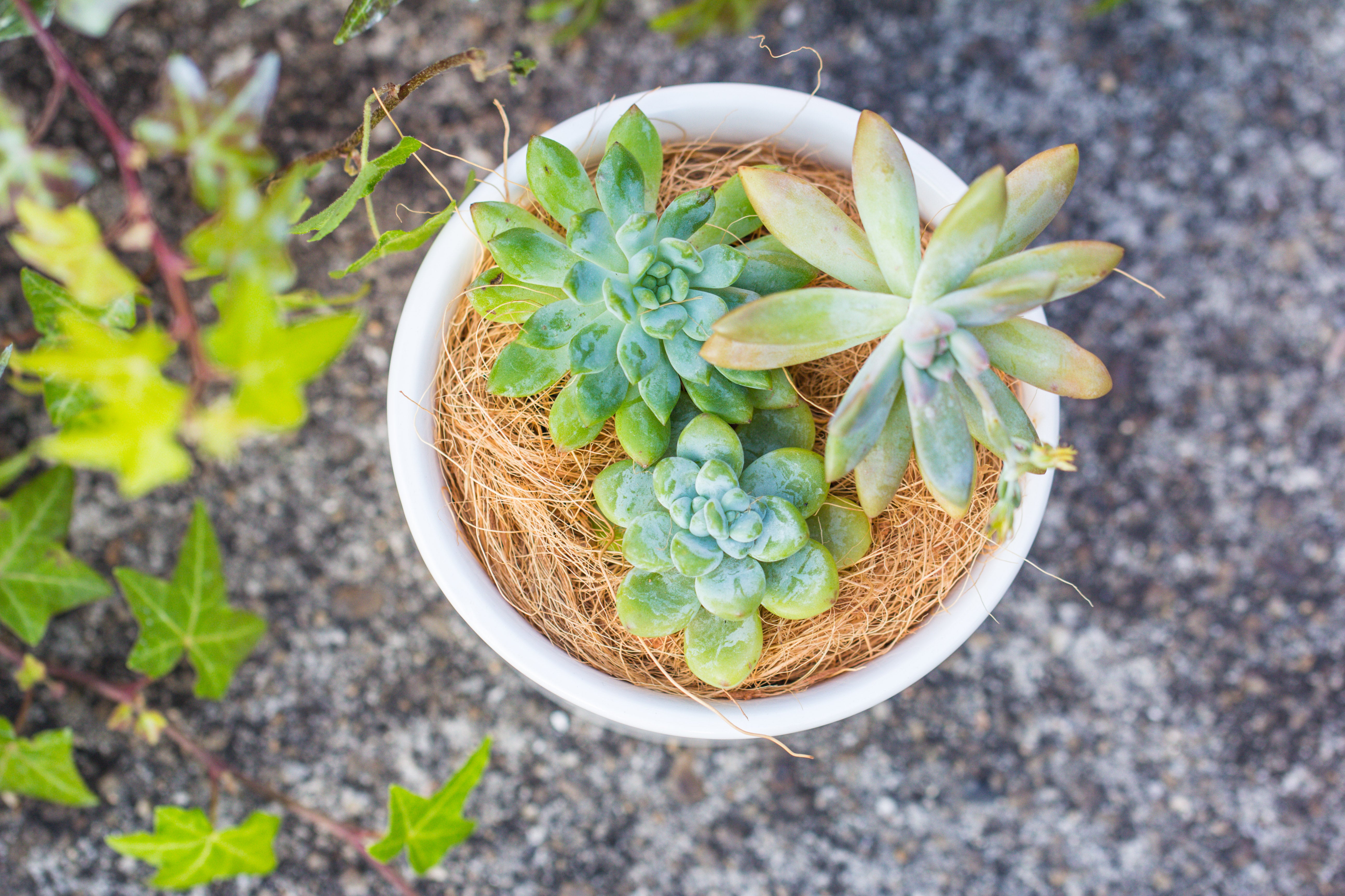 400g coir coconut fiber for top dressing, for house plant, potted plants - NCYPgarden