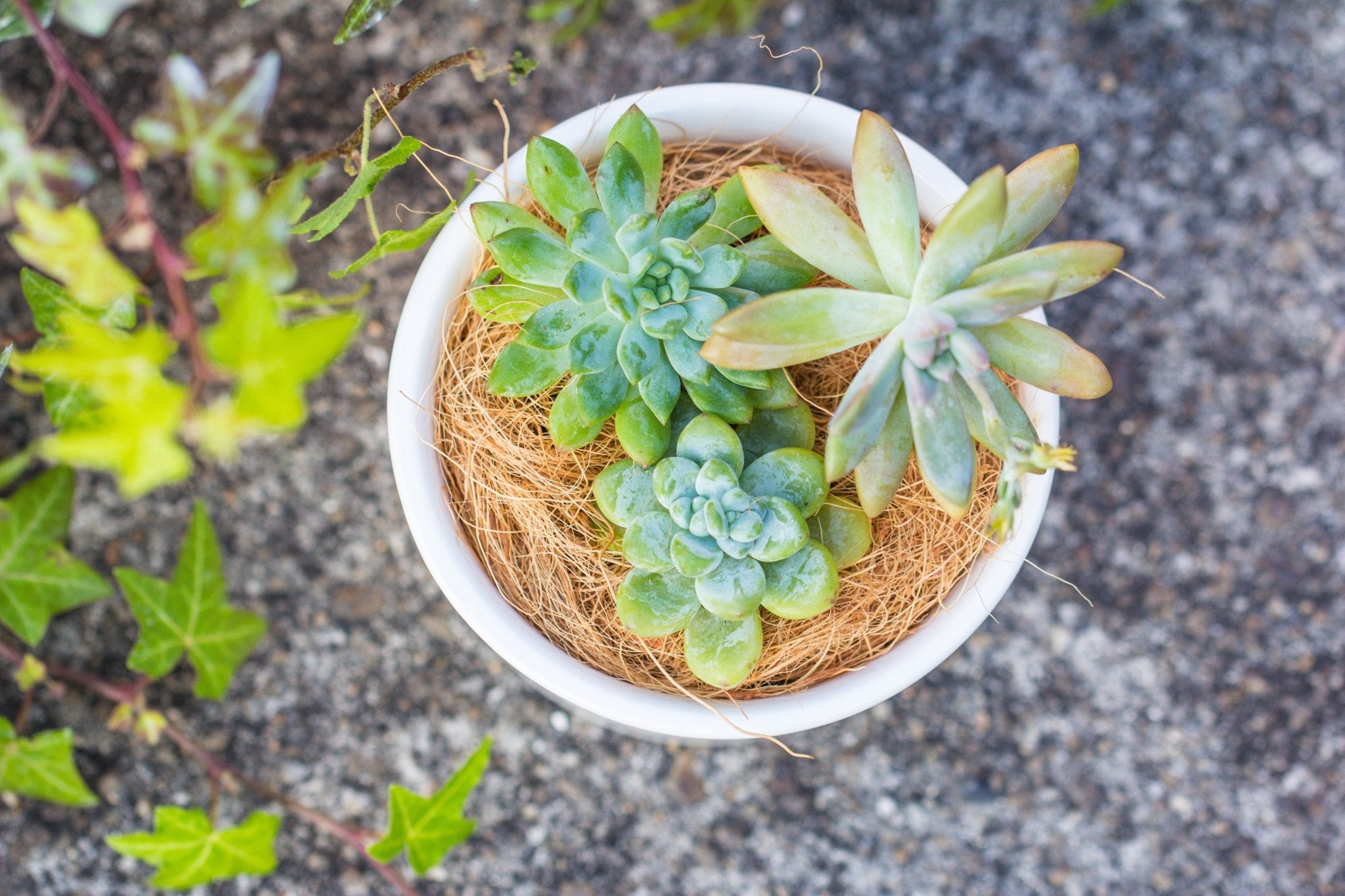 coconut plant pots Buy Coir Coconut Fiber for House Plants – NCYPgarden