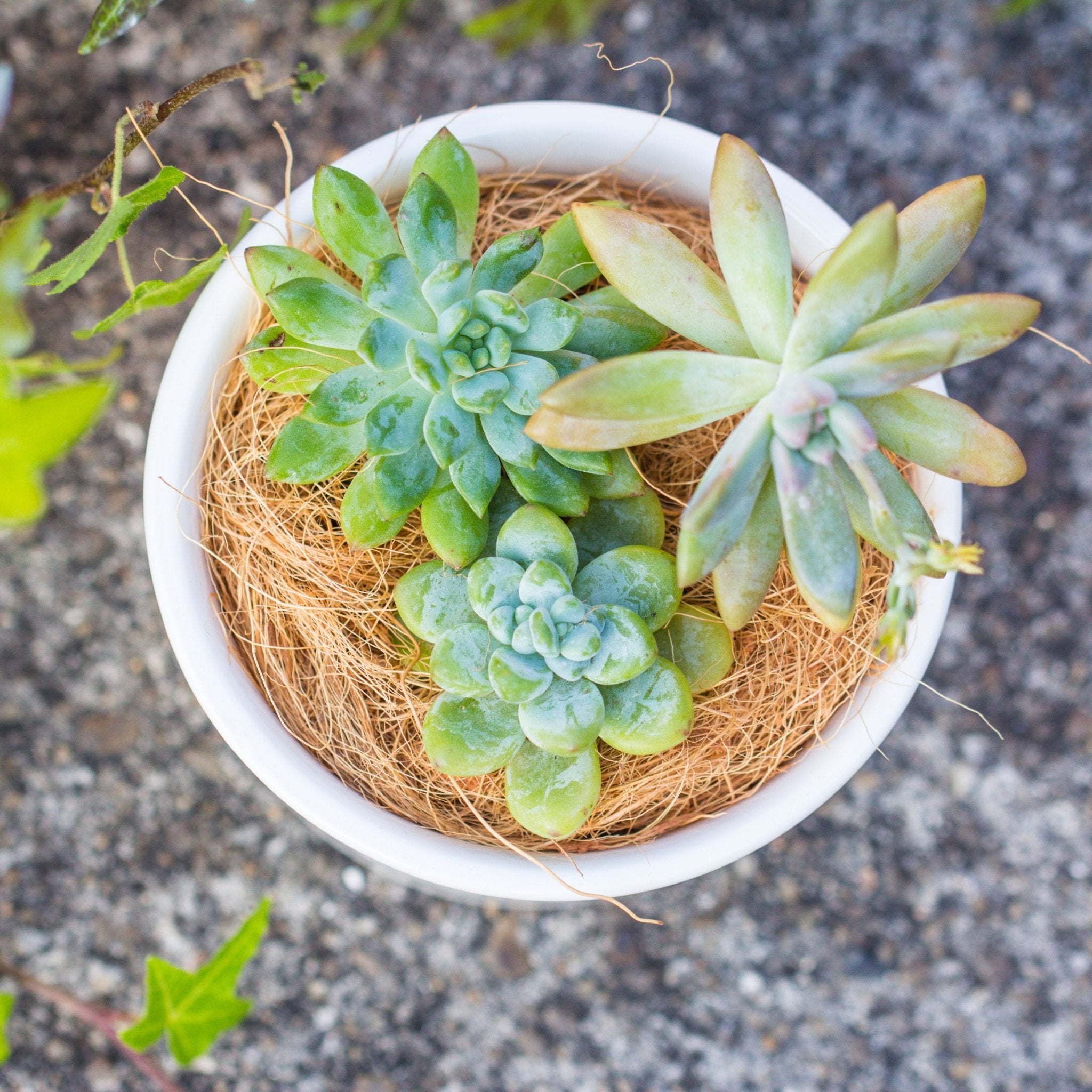is coconut coir good for succulents Buy Coir Coconut Fiber for House Plants – NCYPgarden