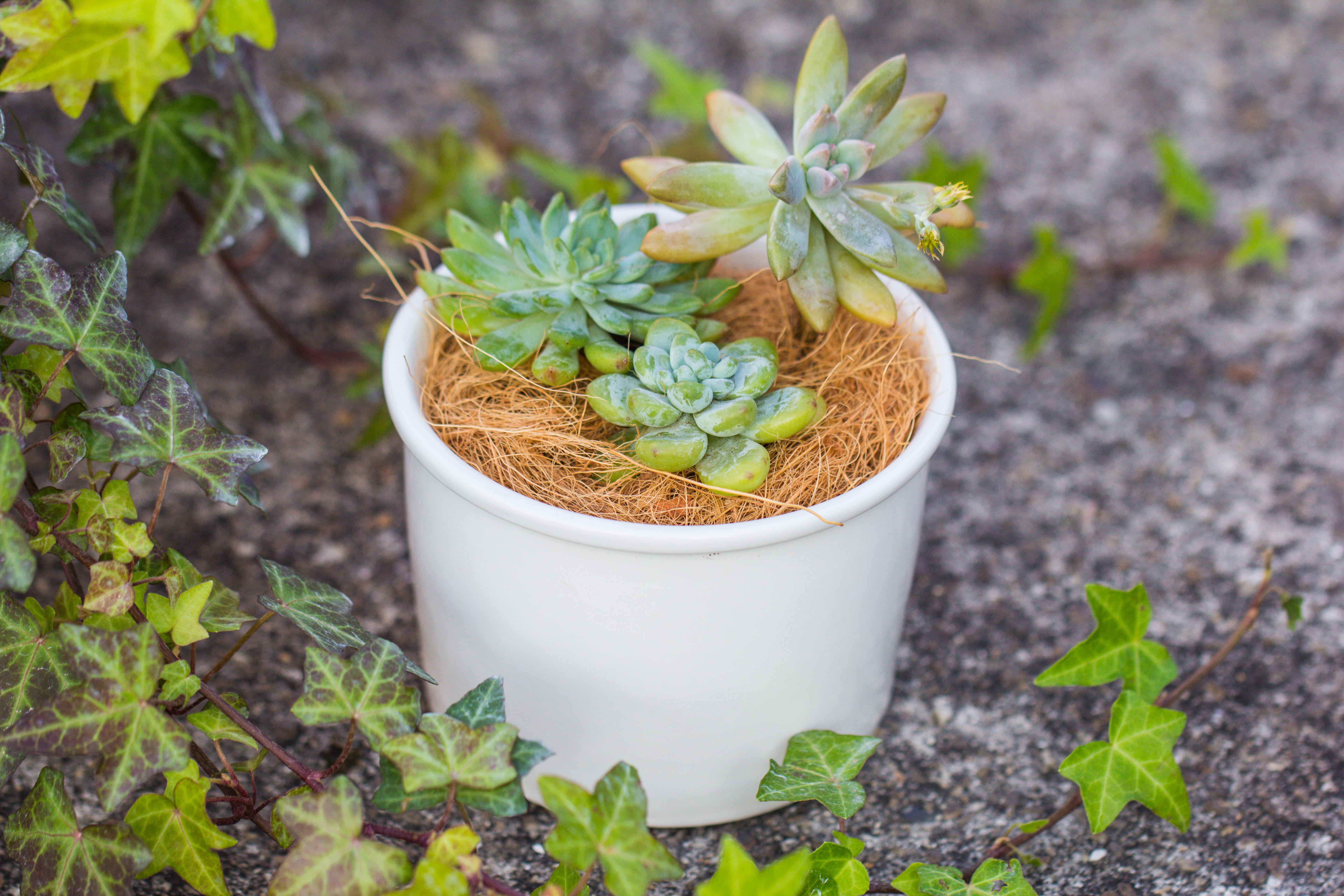 400g coir coconut fiber for top dressing, for house plant, potted plants - NCYPgarden