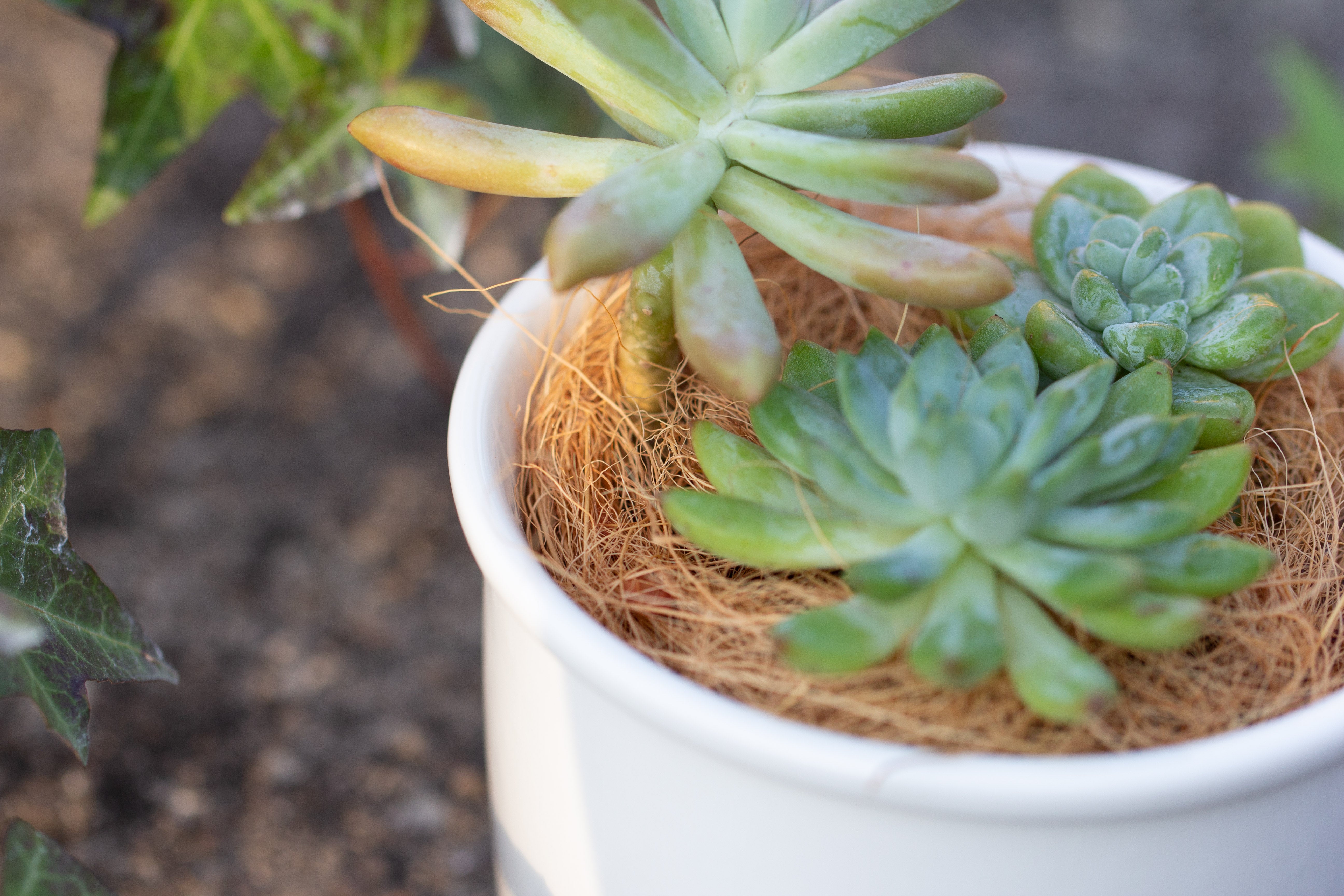 400g coir coconut fiber for top dressing, for house plant, potted plants - NCYPgarden