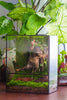 NCYP Close Geometric Glass Terrarium with Door, Tin Sealed  Rectangle Tall Moss wall Planter for Moss Wall, Fern, Landscape - NCYPgarden