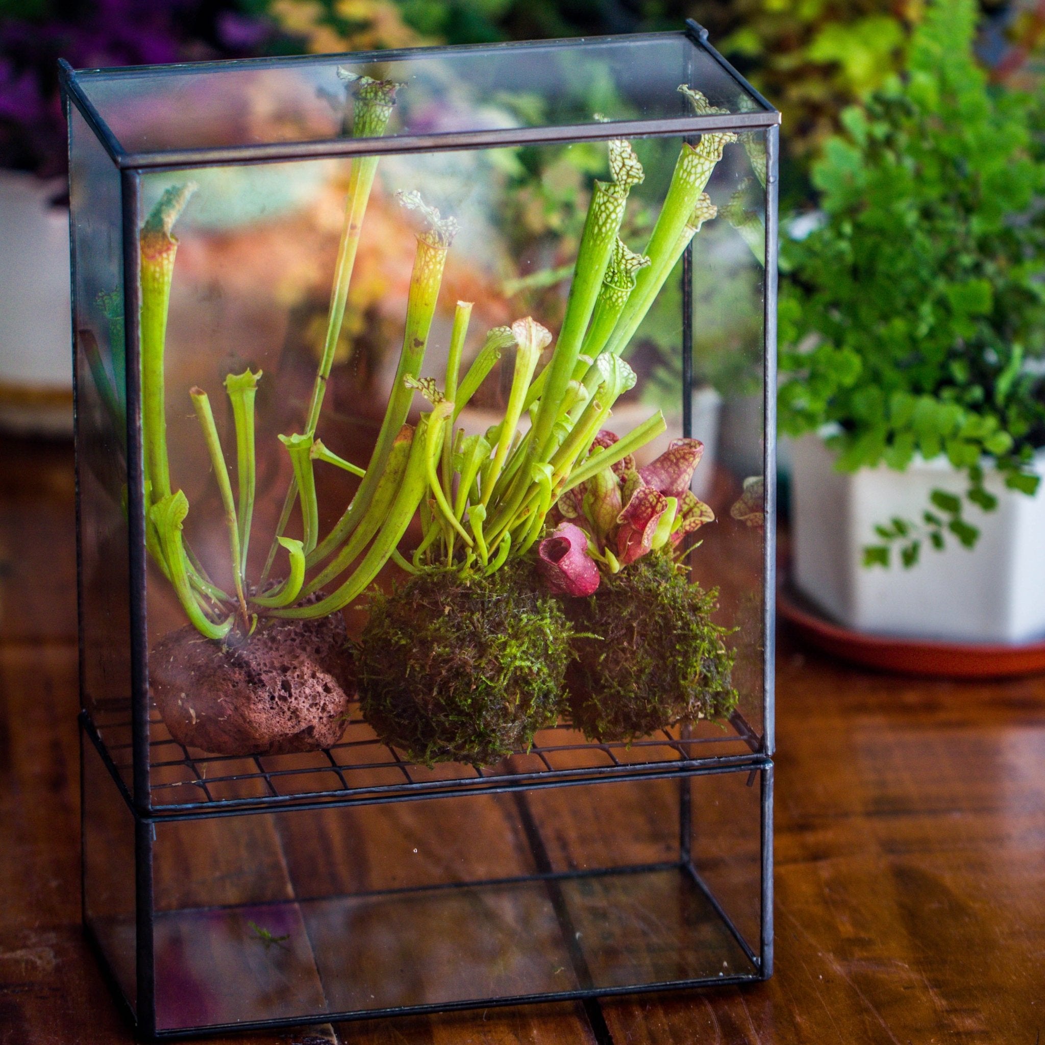 small tropical terrarium plants NCYP Glass and Tin Close terrarium with drainage bottom, suits for Fly Trap, Pitcher Plants, Moss Ball, Nursery, Small tropical Plants