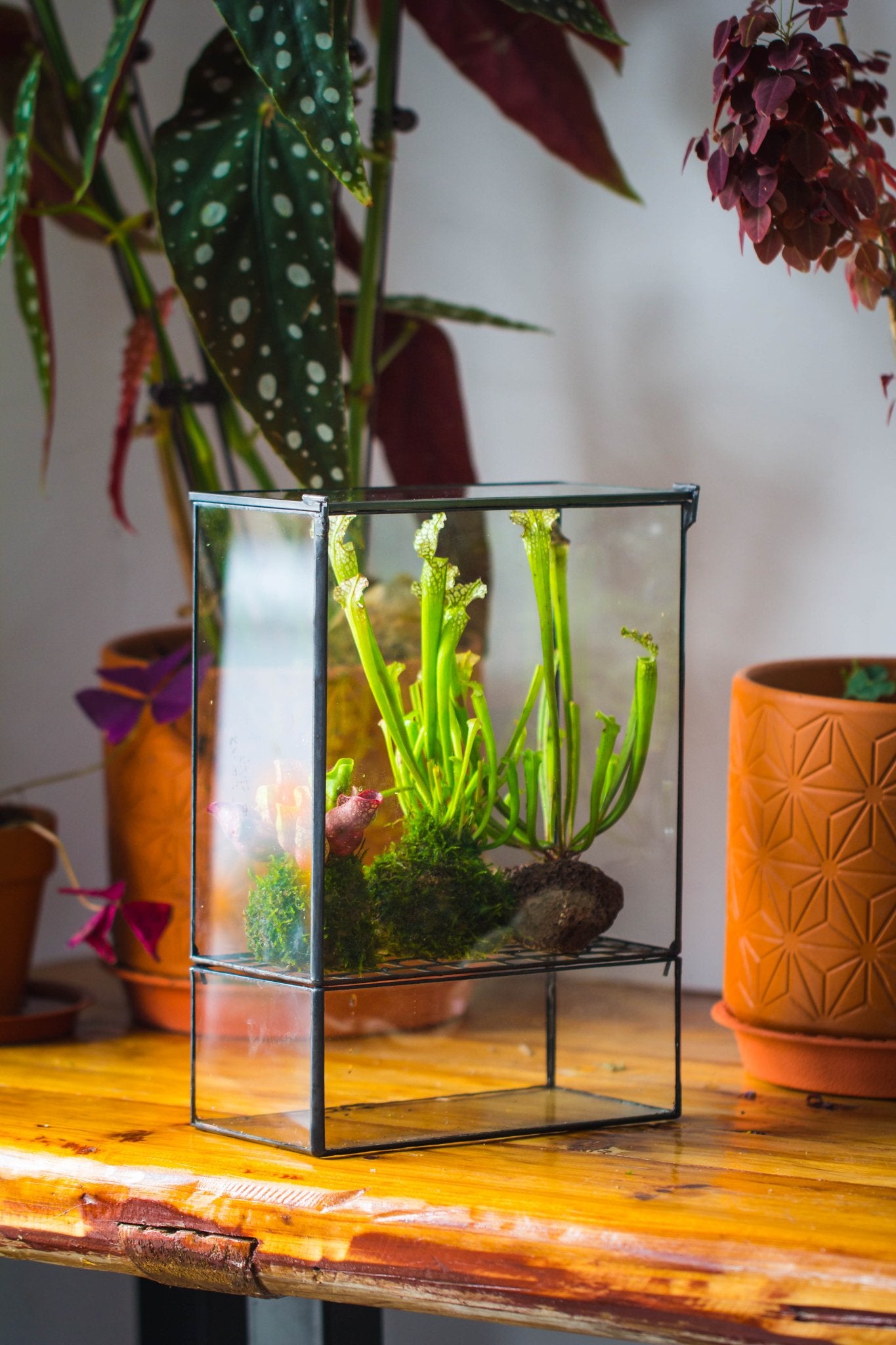 small terrarium plants for sale Glass and Tin Close Terrarium with Drainage – NCYPgarden