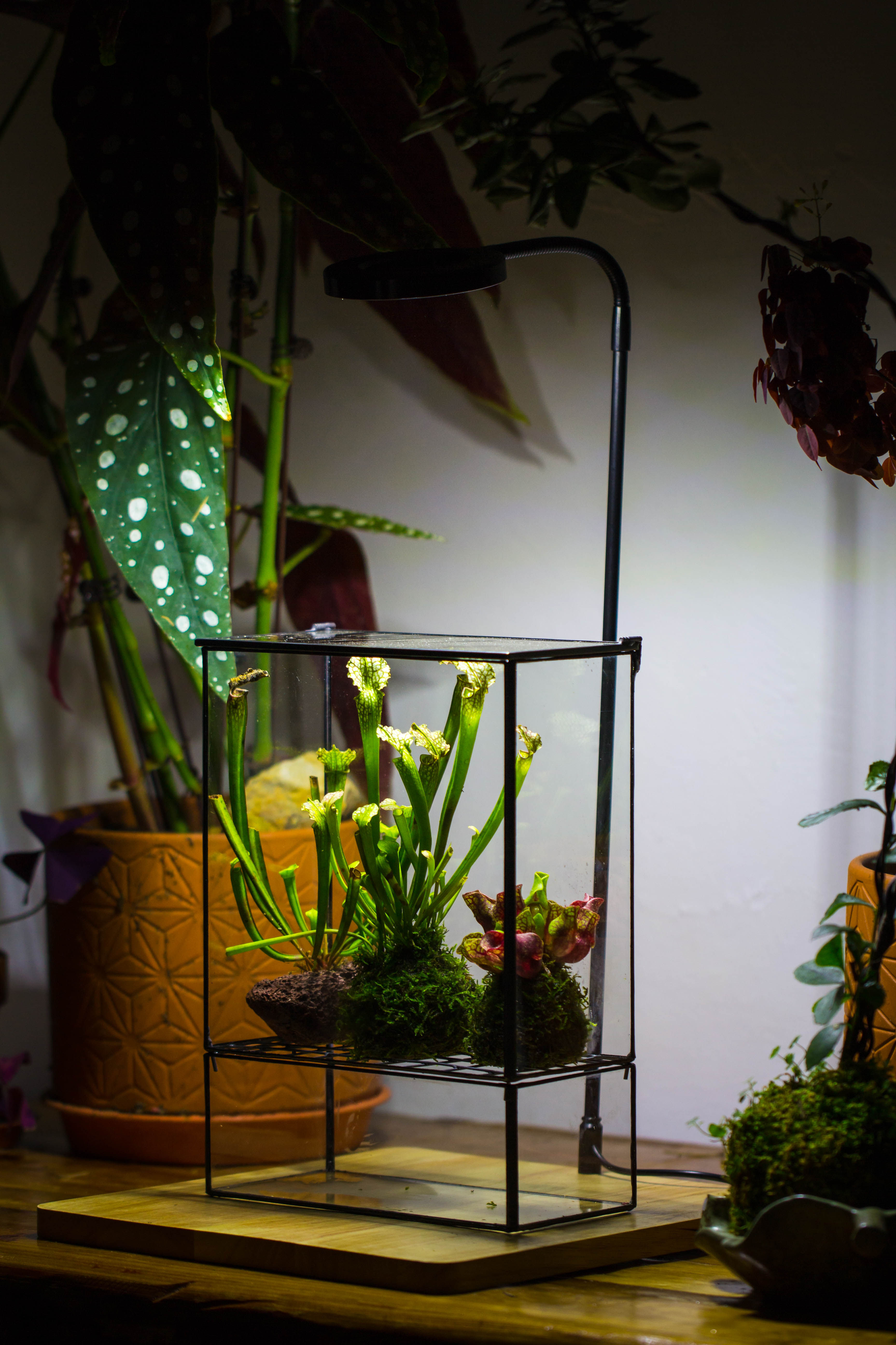 NCYP Glass and Tin Close terrarium with drainage bottom, suits for Fly Trap, Pitcher Plants, Moss Ball, Nursery, Small tropical Plants - NCYPgarden