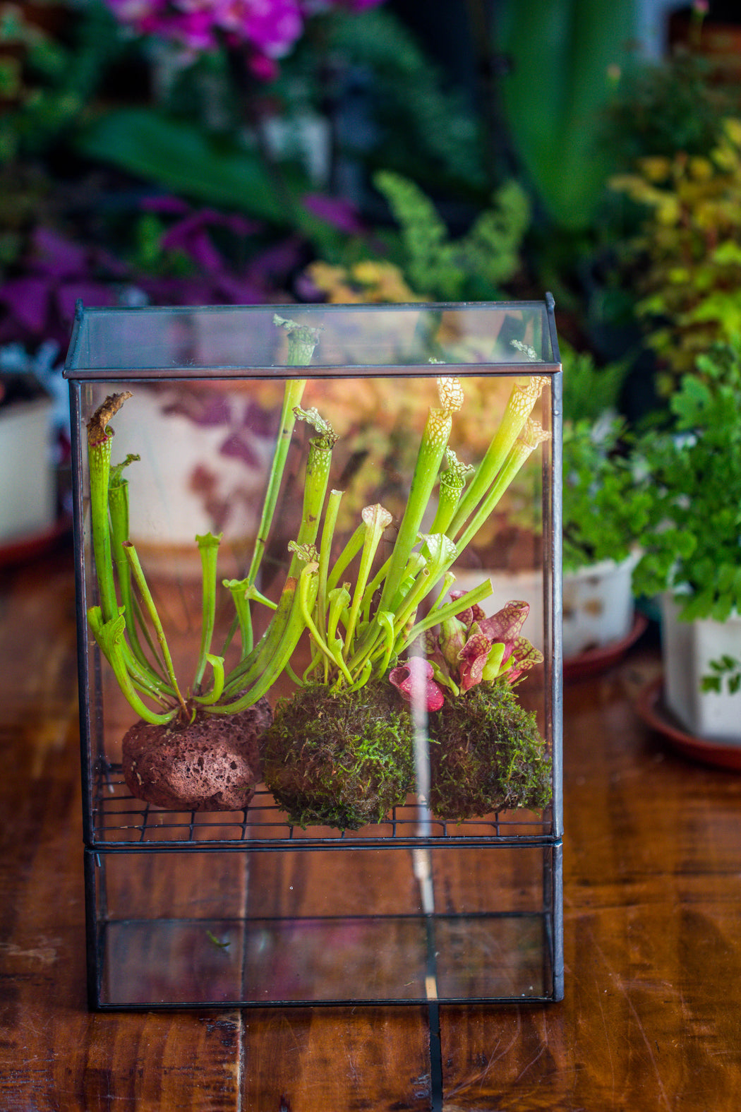 NCYP Glass and Tin Close terrarium with drainage bottom, suits for Fly Trap, Pitcher Plants, Moss Ball, Nursery, Small tropical Plants - NCYPgarden