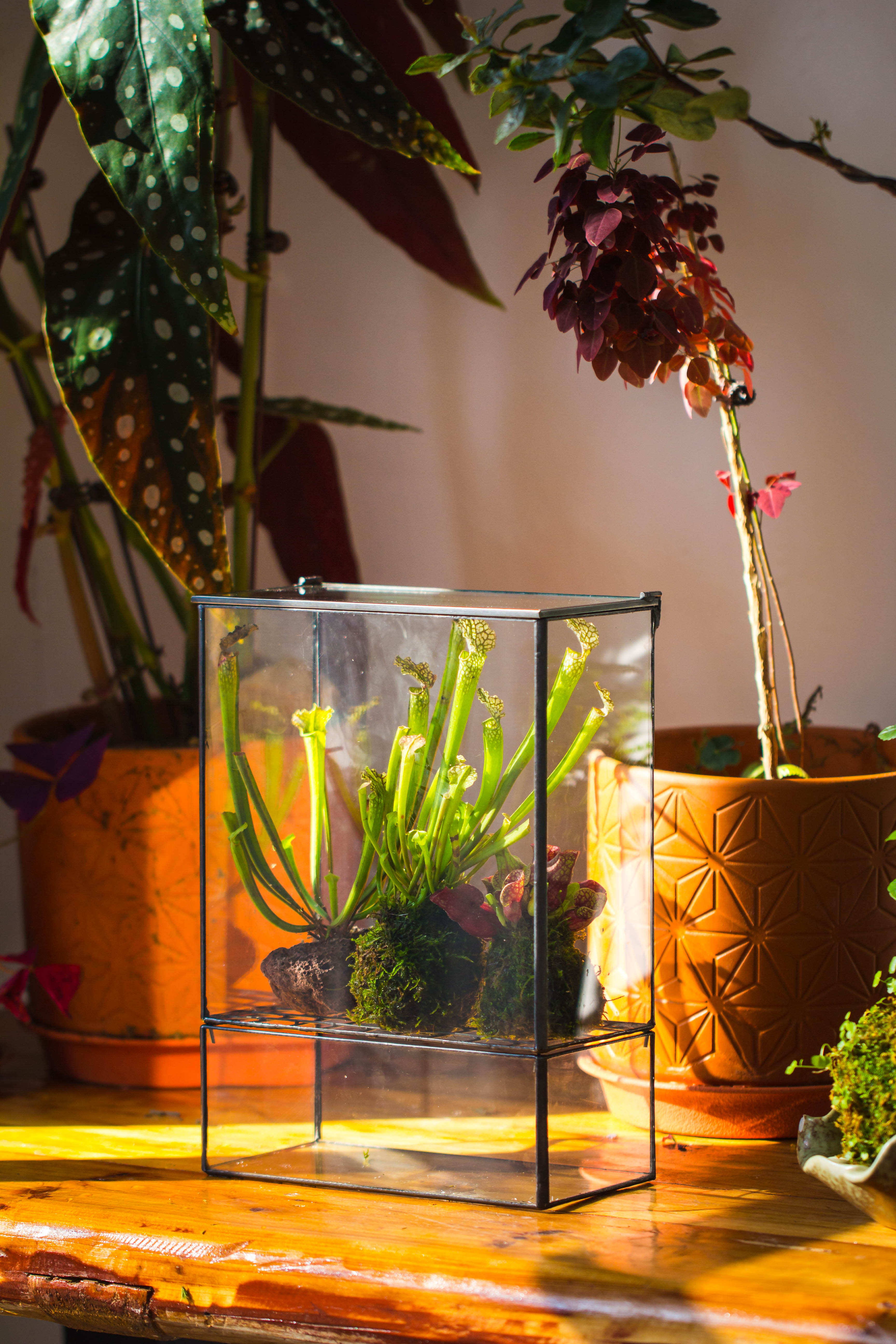 NCYP Glass and Tin Close terrarium with drainage bottom, suits for Fly Trap, Pitcher Plants, Moss Ball, Nursery, Small tropical Plants - NCYPgarden