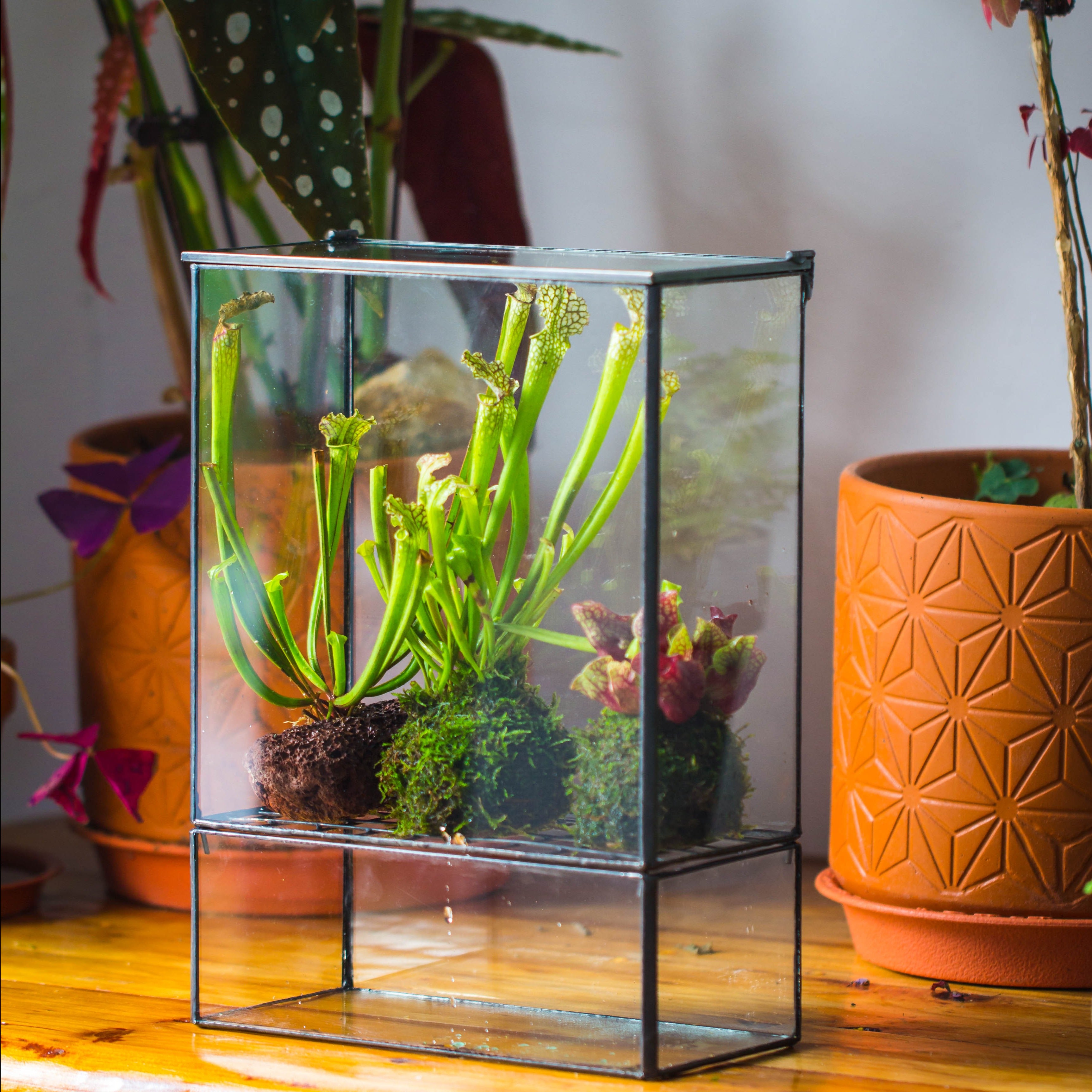 NCYP Glass and Tin Close terrarium with drainage bottom, suits for Fly Trap, Pitcher Plants, Moss Ball, Nursery, Small tropical Plants - NCYPgarden