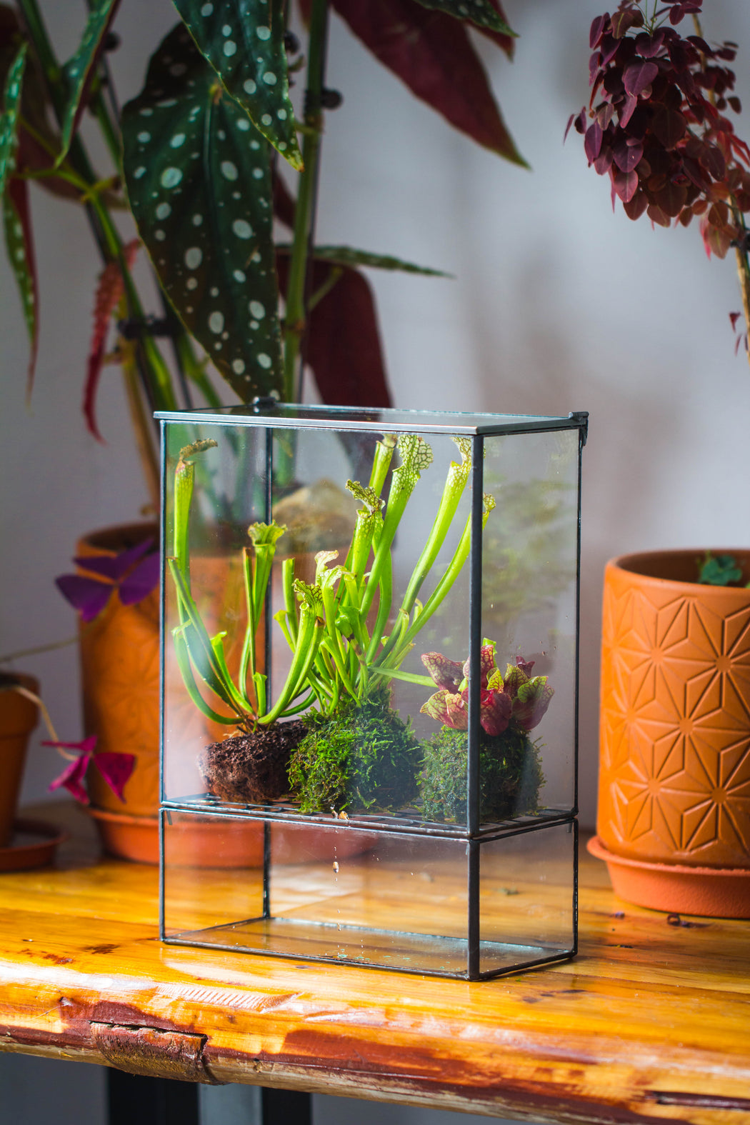 NCYP Glass and Tin Close terrarium with drainage bottom, suits for Fly Trap, Pitcher Plants, Moss Ball, Nursery, Small tropical Plants - NCYPgarden