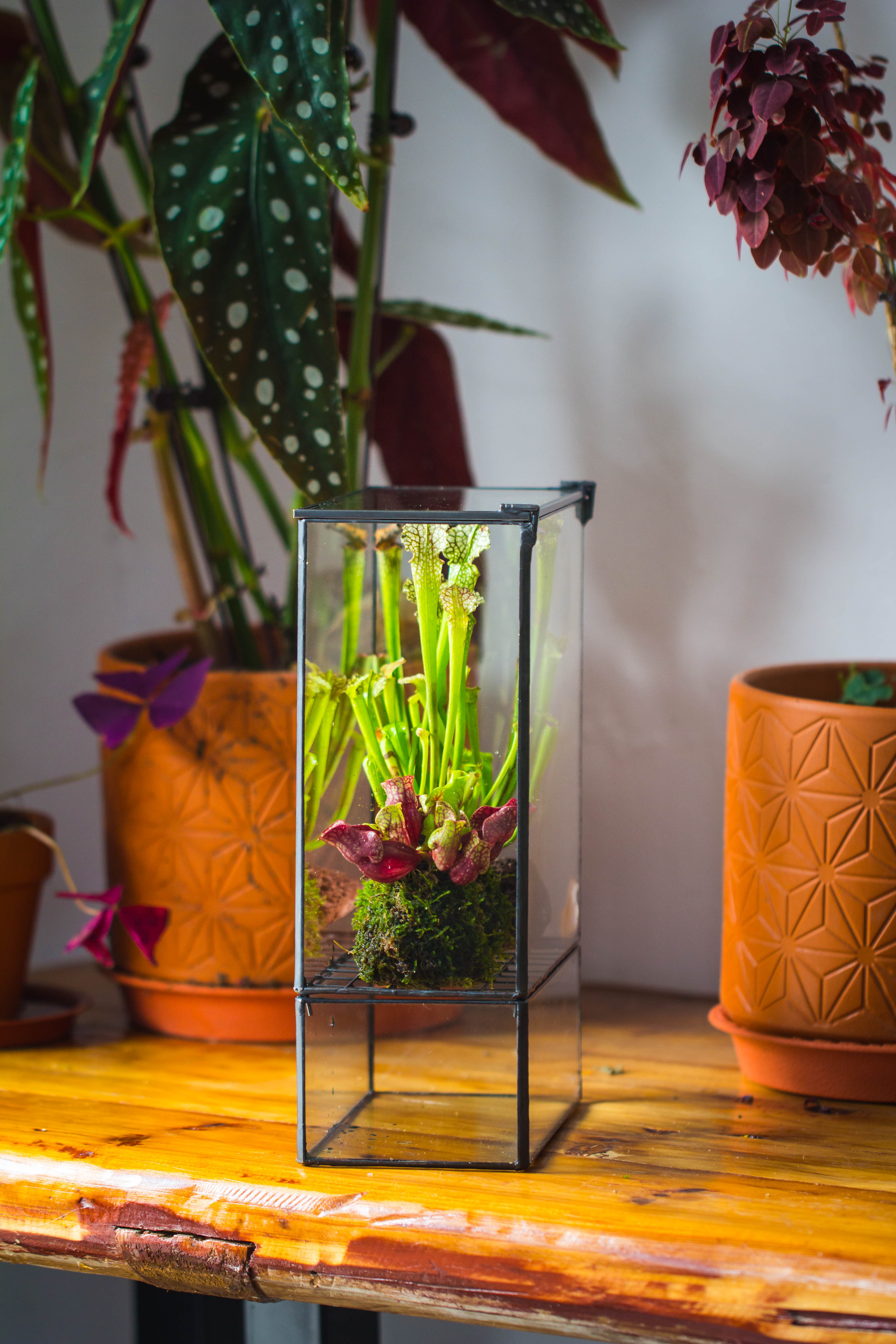NCYP Glass and Tin Close terrarium with drainage bottom, suits for Fly Trap, Pitcher Plants, Moss Ball, Nursery, Small tropical Plants - NCYPgarden